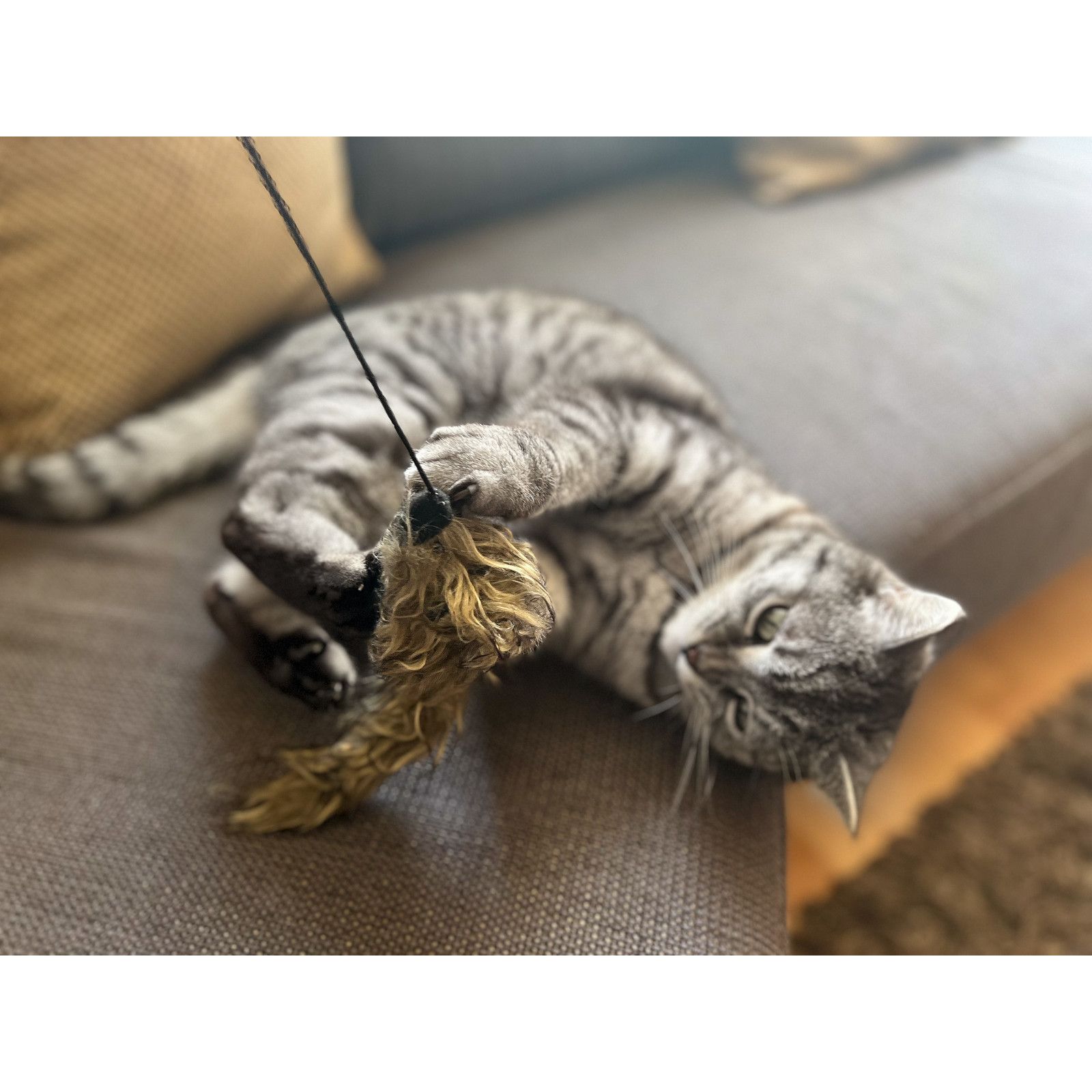 Katze spielt mit Spielangel. Fellimitat am Ende der Schnur. Katze liegt auf Couch.