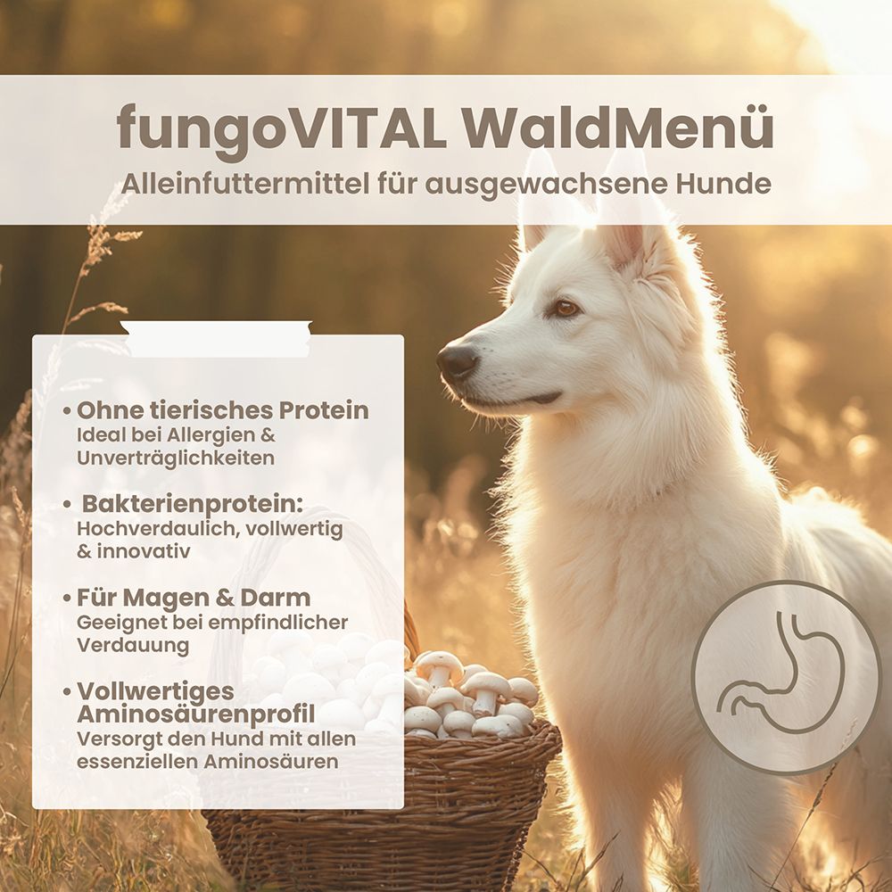 Hintergrund mit Hund und Korb mit Pilzen. Text: fungoVITAL WaldMenü, ohne tierische Proteine, für Magen & Darm, vollwertiges Aminosäurenprofil.