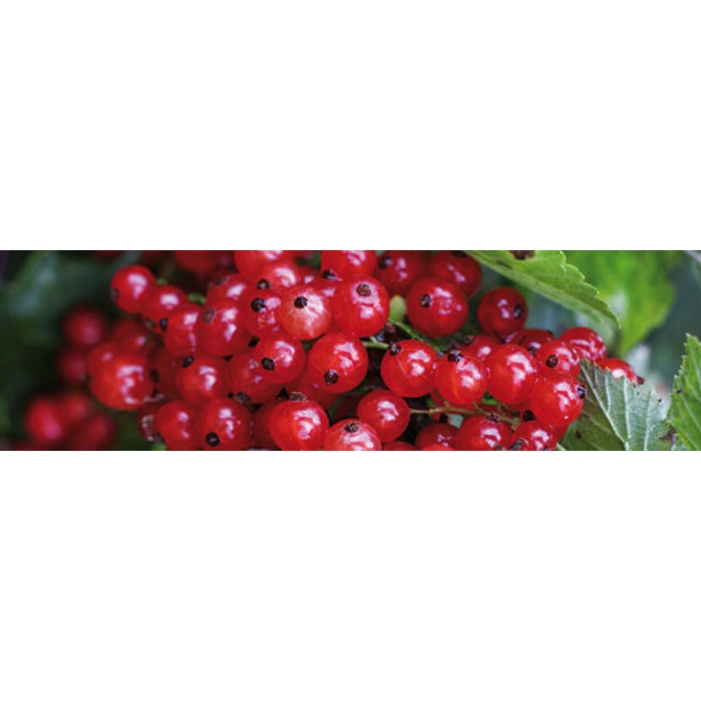 Nahaufnahme von roten Johannisbeeren an einem Zweig. Runde, glänzende Beeren mit grünen Blättern.