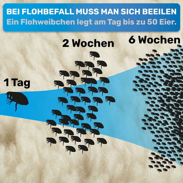 Grafik: Entwicklung von Flöhen. Text: Bei Flohbefall muss man sich beeilen. Ein Flohweibchen legt bis zu 50 Eier.