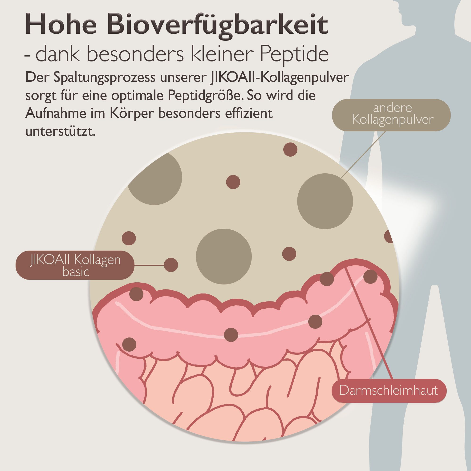 Grafik zur Bioverfügbarkeit von JIKOAII Kollagen. Darstellung der Aufnahme im Darm. Text: Hohe Bioverfügbarkeit dank kleiner Peptide.