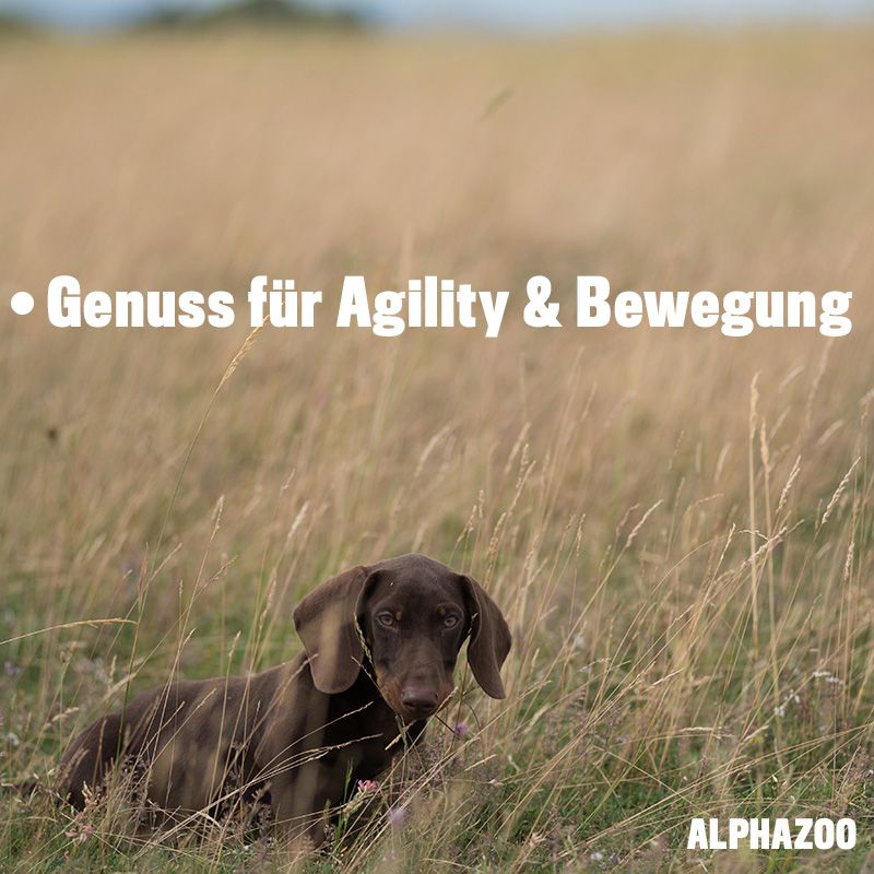ALPHAZOO Auf Dem Sprung