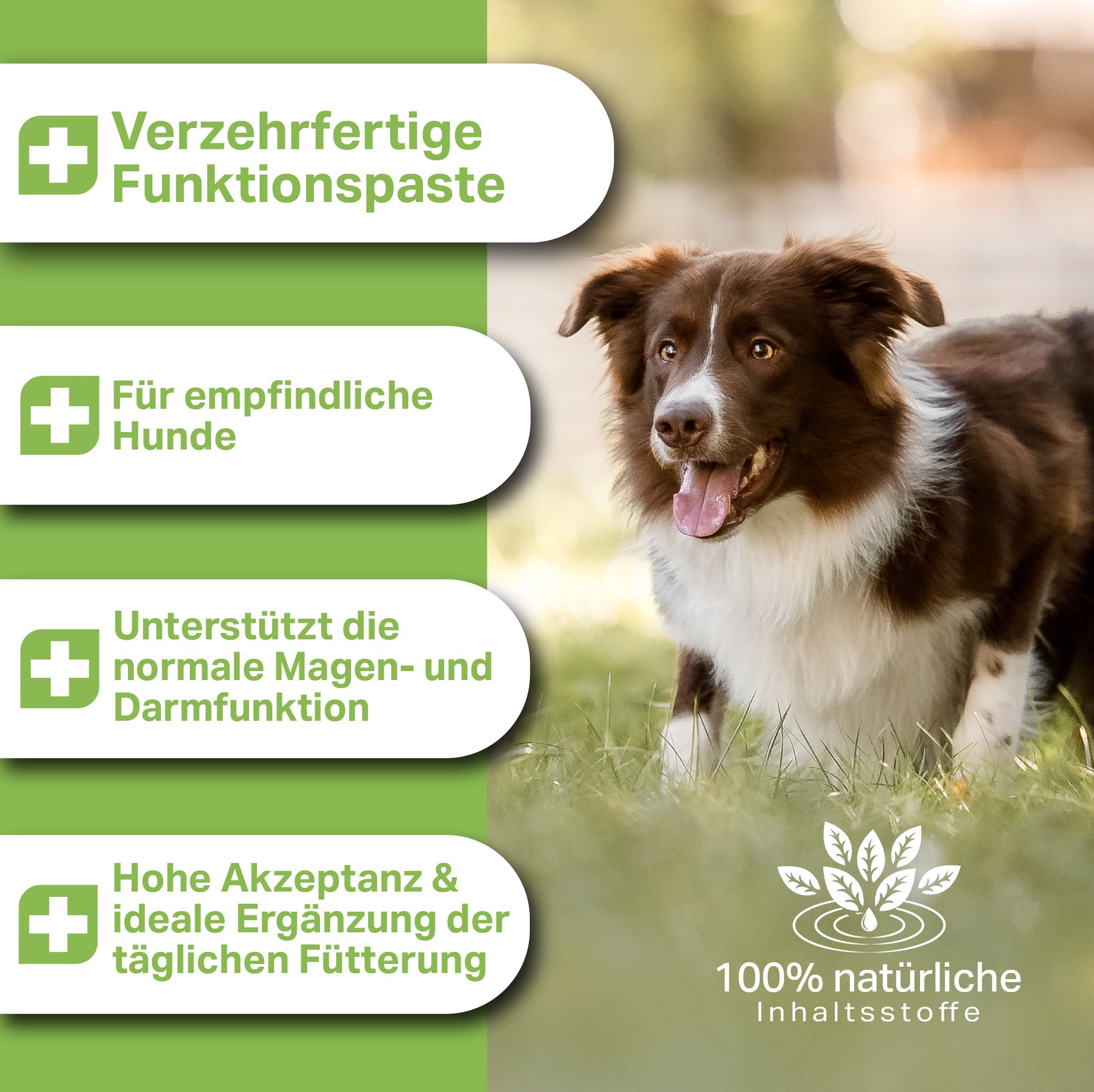 Ein braun-weißer Hund sitzt auf einer grünen Wiese. Links sind grüne Infoboxen mit Text.