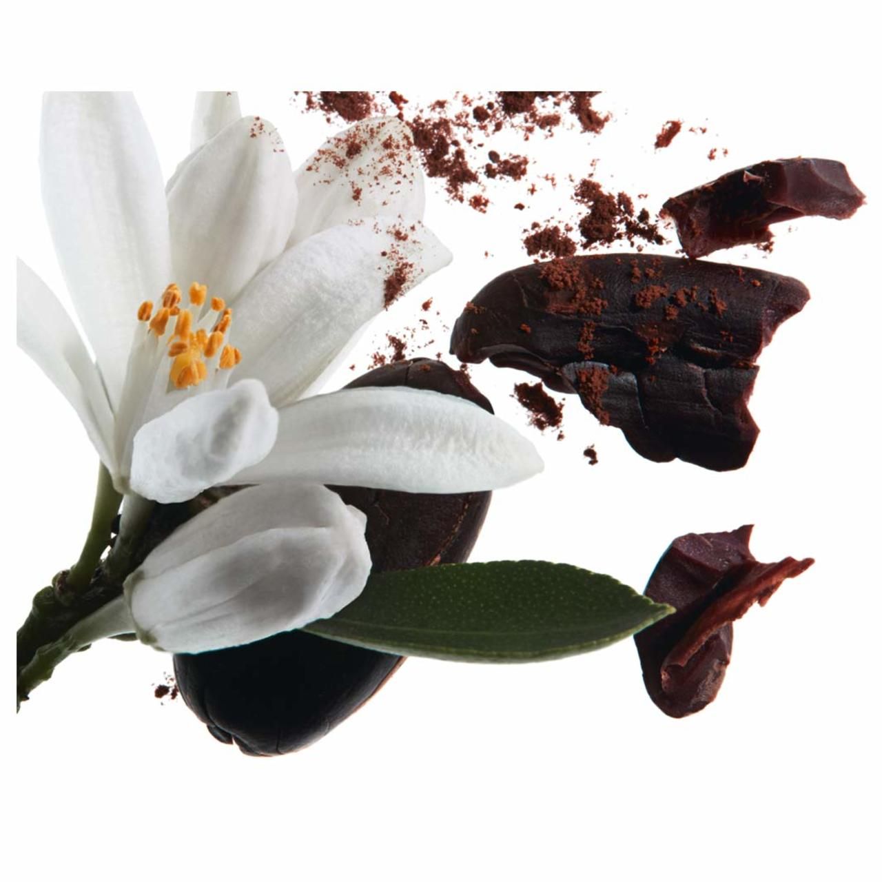 Nahaufnahme von Blüten, Kakaobohnen und Pulver auf weißem Hintergrund. Weiße Blüten, braune Bohnen und Pulver.