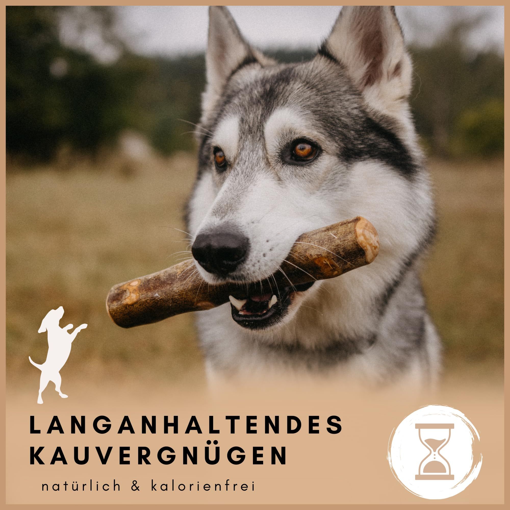 Hund mit Olivenholz-Kauholz im Maul. Langanhaltendes Kauvergnügen, natürlich und kalorienfrei. Natürliche Zahnpflege.