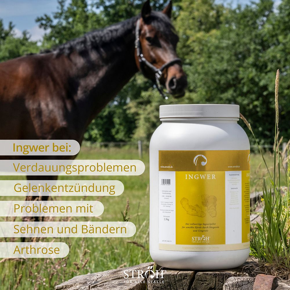 Pferd im Freien neben Produktabbildung. Produkt: weißer Behälter mit "INGWER". Text: "Ingwer bei: Verdauungsproblemen..."