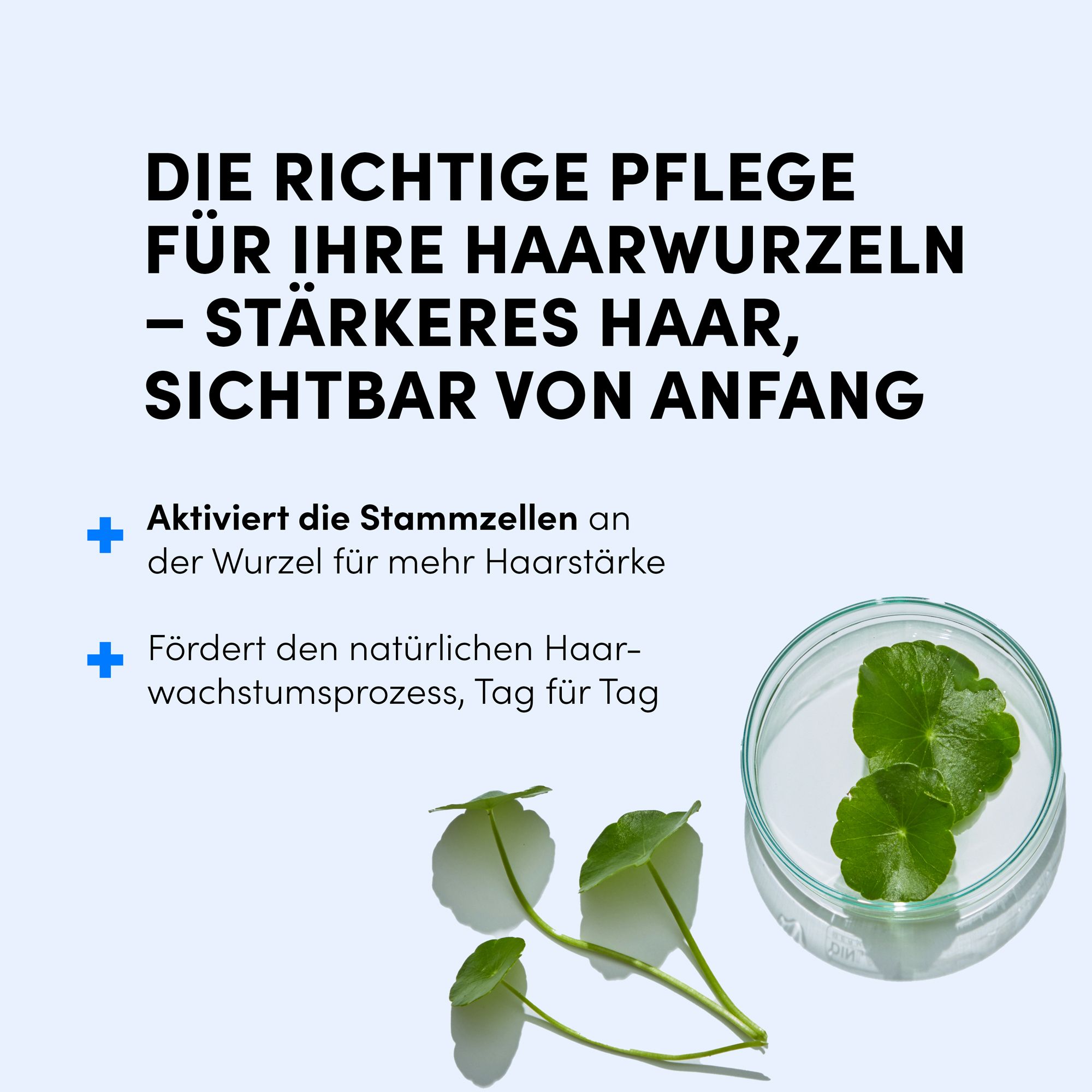 Petrischale mit Blättern. Text: Die richtige Pflege für Ihre Haarwurzeln – stärkeres Haar, sichtbar von Anfang.