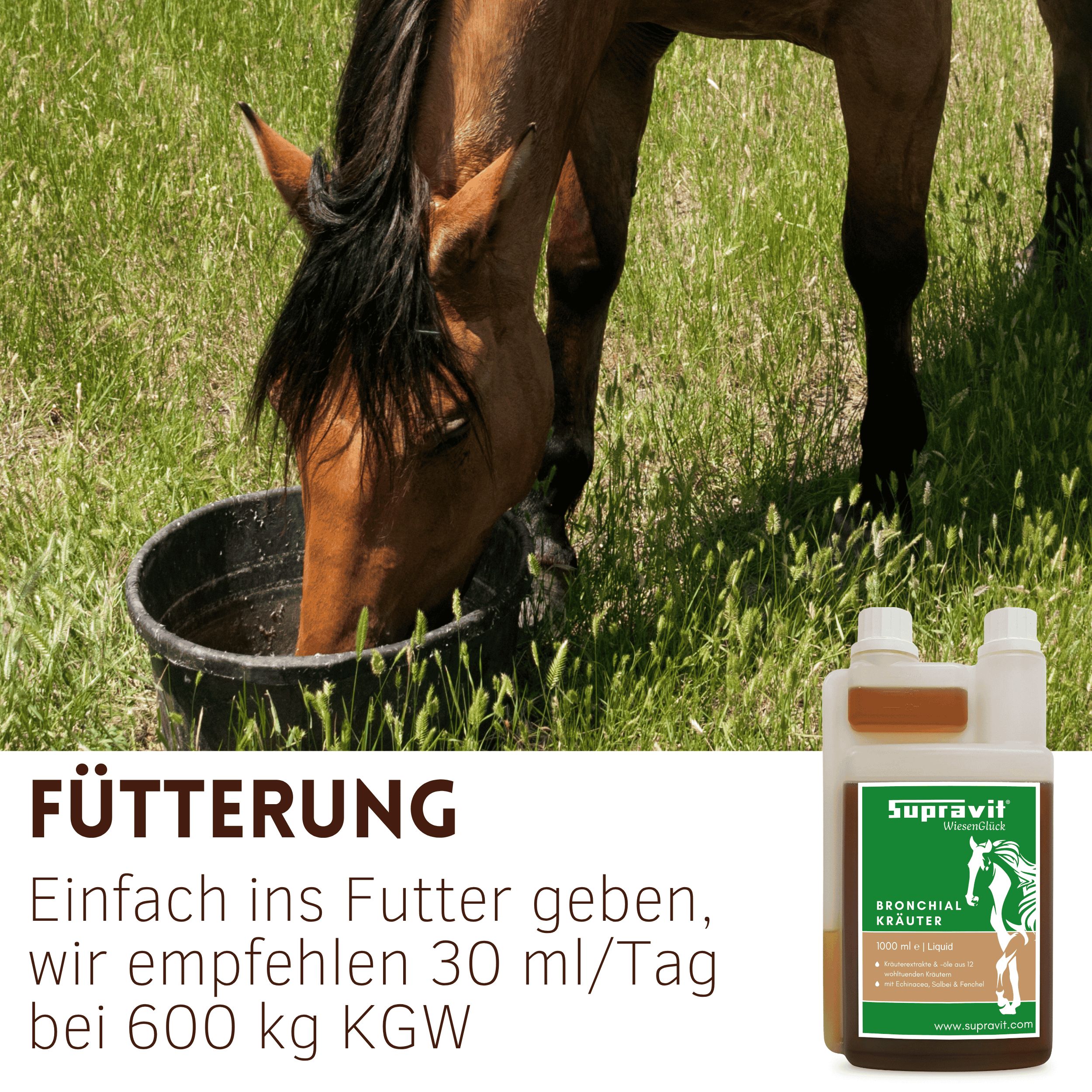 Produktflasche mit Etikett neben einem Pferd, das aus einem Eimer trinkt. Auf dem Etikett steht "Supravit Bronchialkräuter".