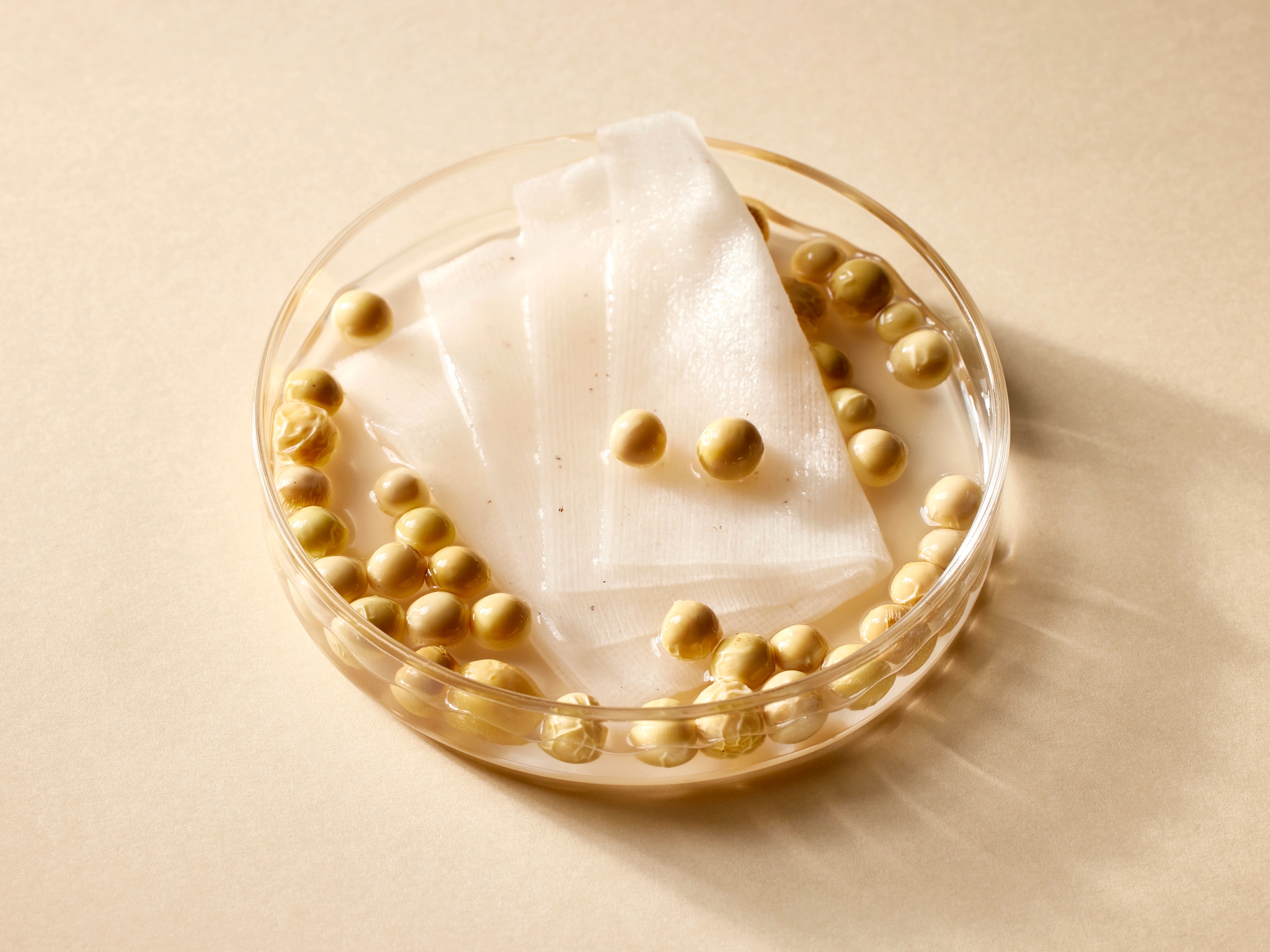 Petrischale mit Toner Pads und Bohnen. Pads in Flüssigkeit, umgeben von Bohnen. Nahaufnahme.