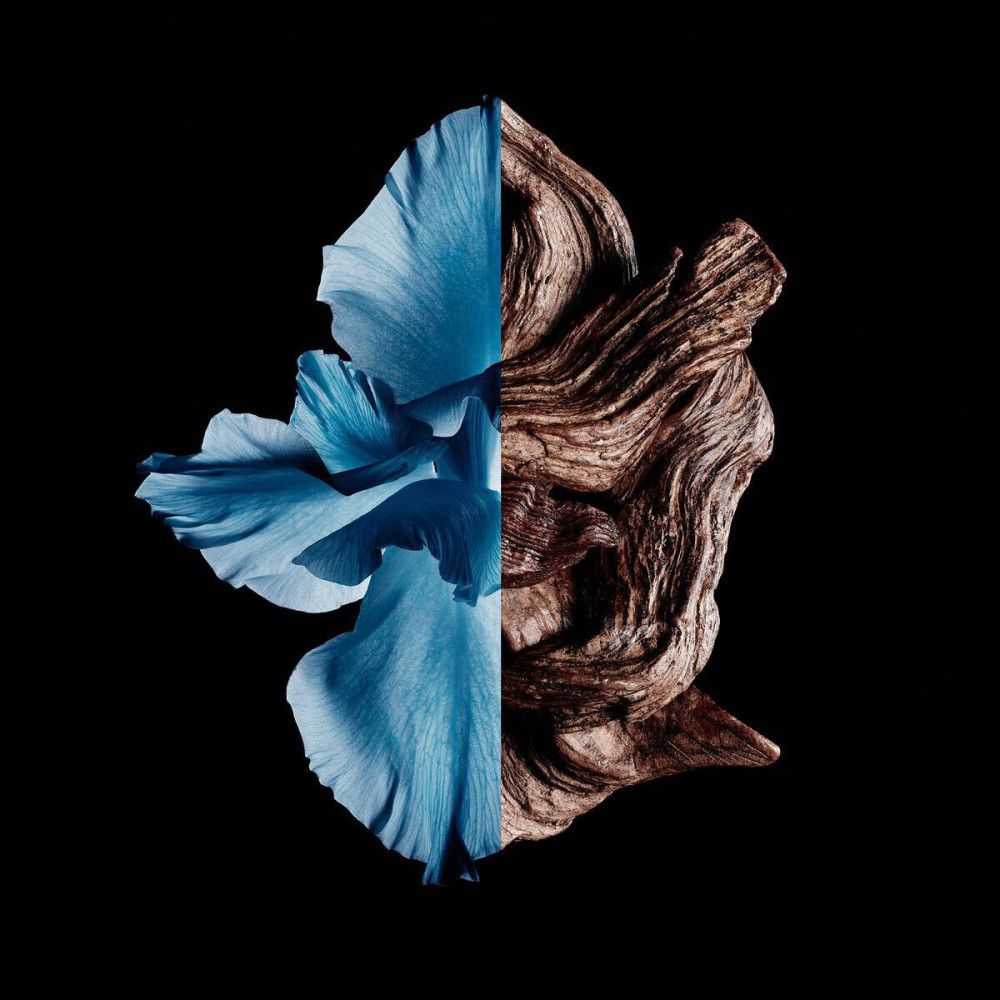 Hälfte blaue Blütenblätter, Hälfte braunes Holz auf schwarzem Hintergrund. Gezeigt wird die Givenchy Gentleman Eau de Toilette Intense.