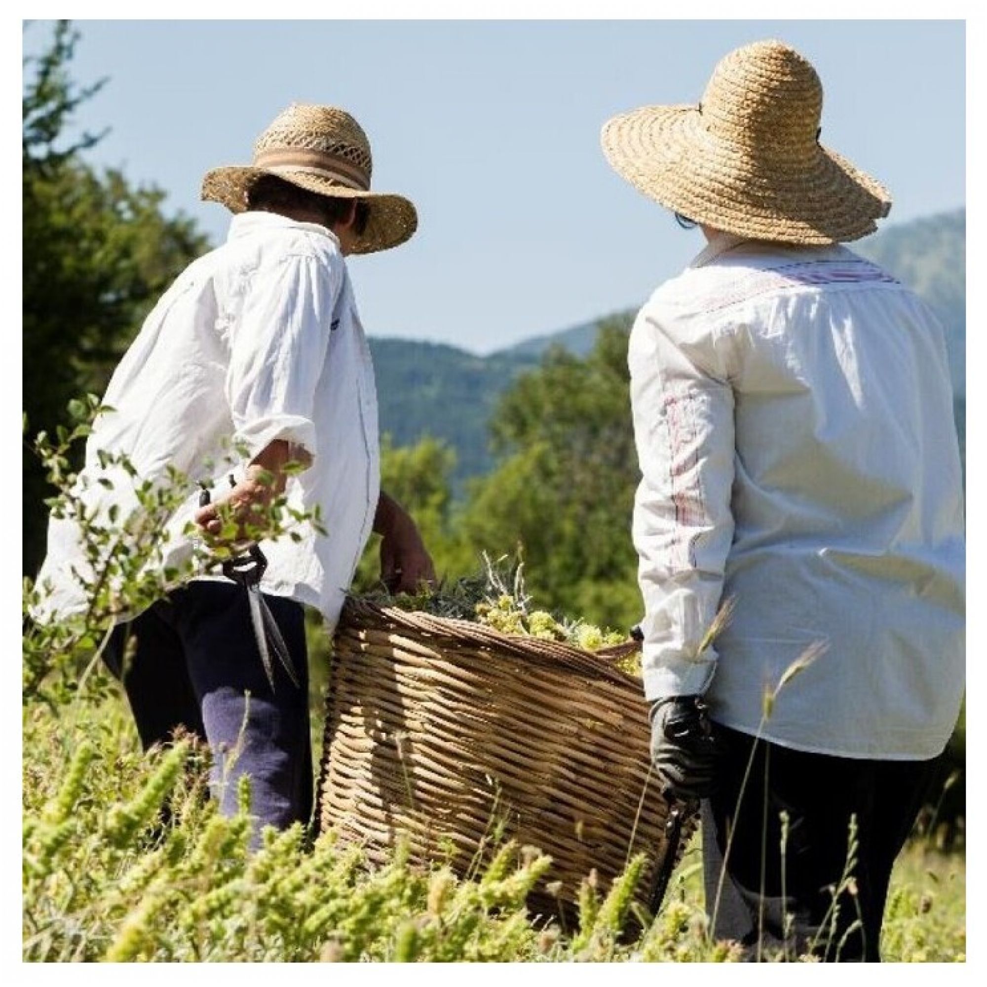 Zwei Personen ernten Kräuter auf einem Feld mit Hügeln im Hintergrund.