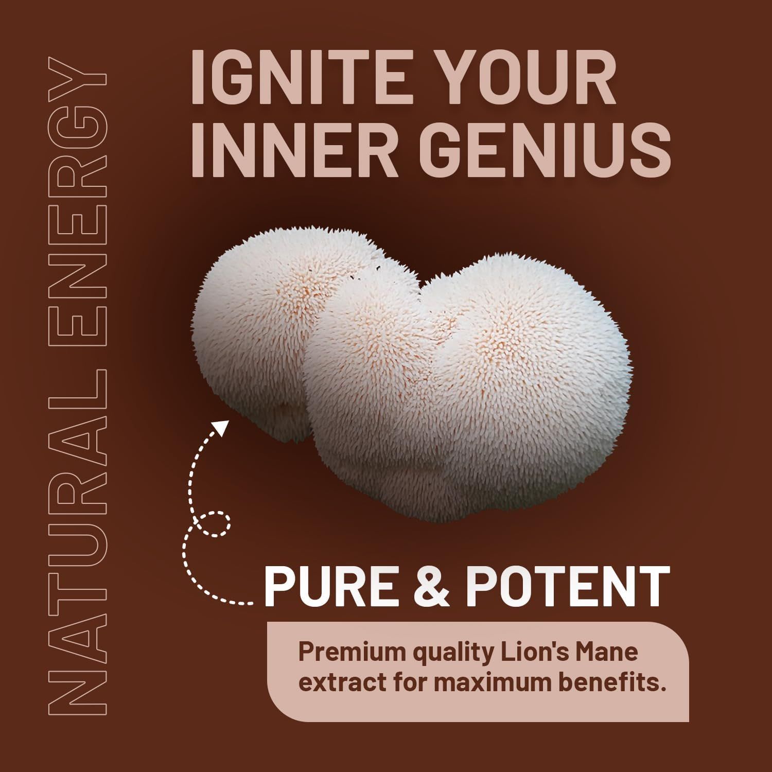 Zwei weiße, pelzige Pilze. Text: Pure & Potent. Premium Löwenmähne-Extrakt.