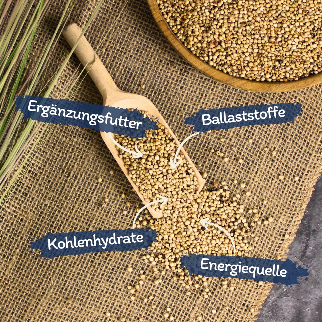 Dari-Körner auf Jutegewebe. Beschriftung: Ergänzungsfutter, Ballaststoffe, Kohlenhydrate, Energiequelle.