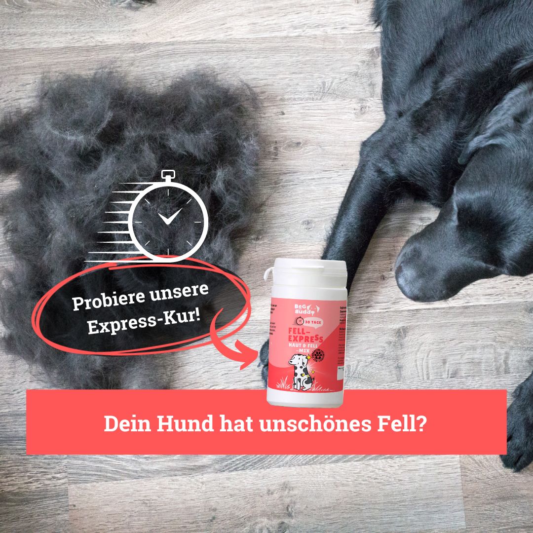 BeG Buddy Haut & Fell Express für Hunde 0,15 kg Pulver