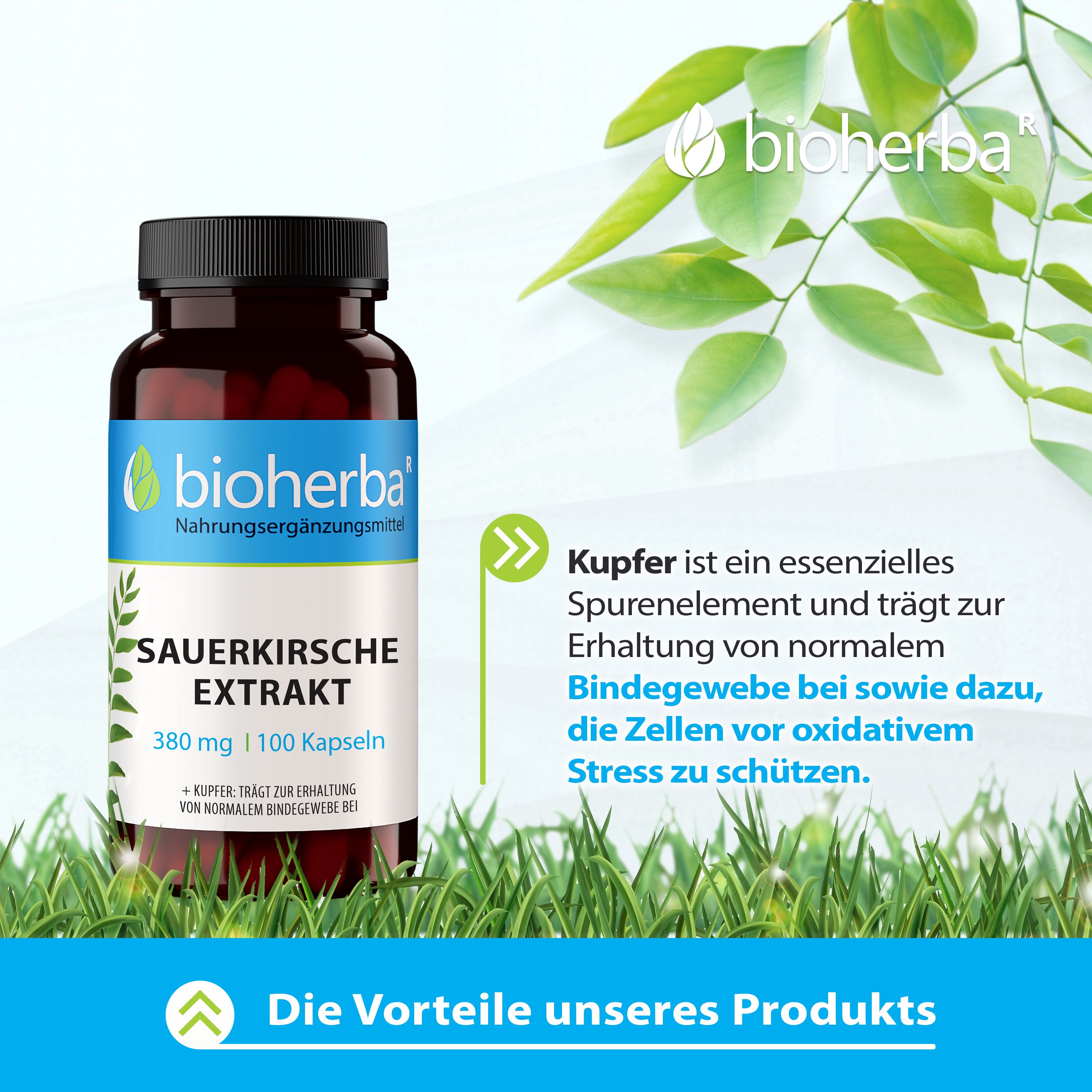 Bioherba Sauerkirsche Extrakt Kapseln