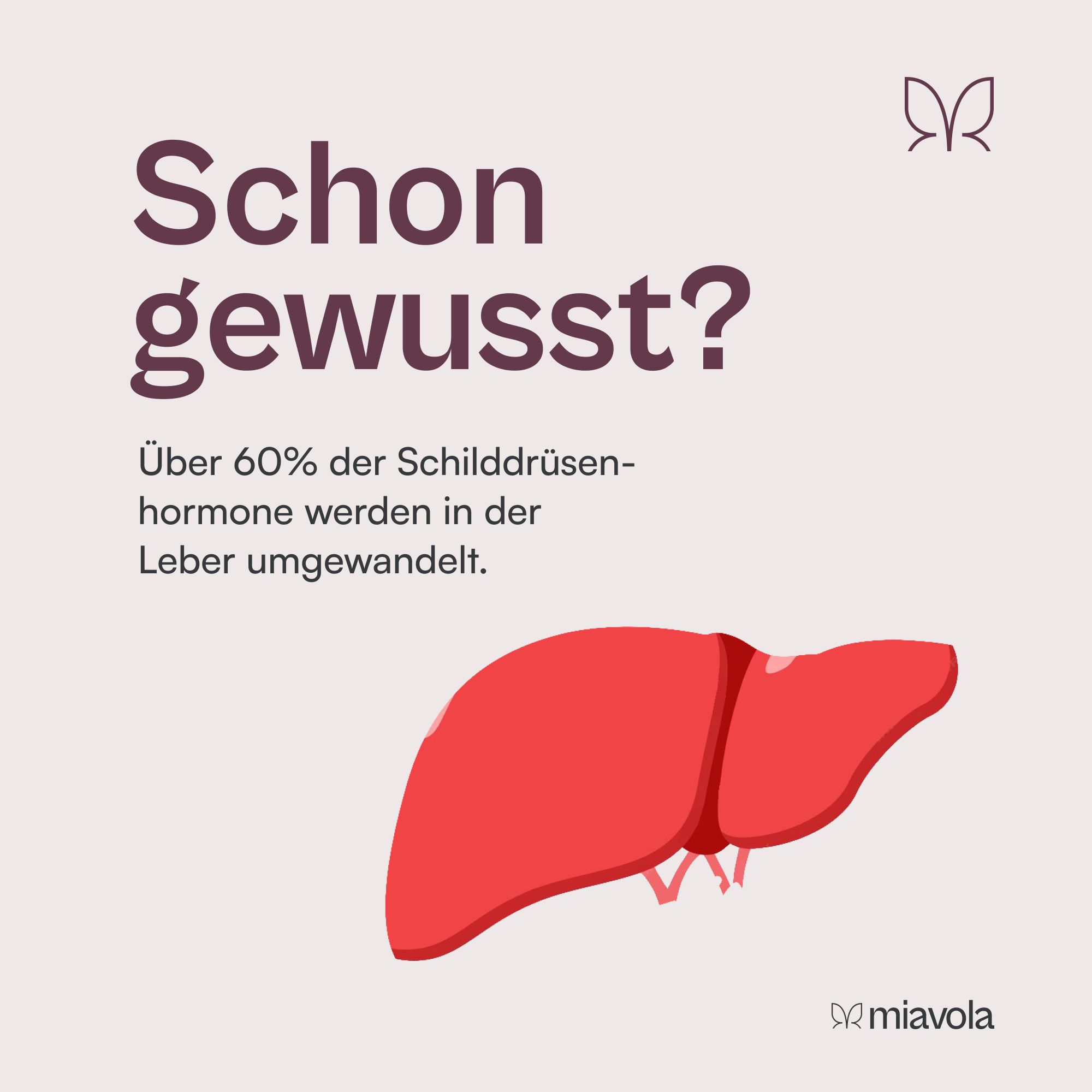 miavola der Umwandler