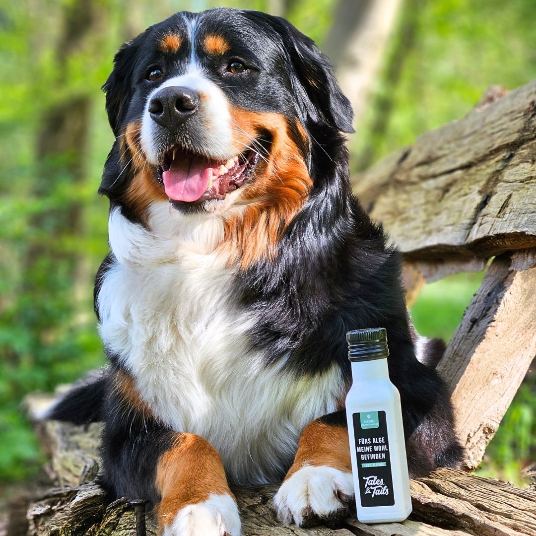 Ein Berner Sennenhund sitzt neben einer Flasche Algenöl auf einem Baumstamm.