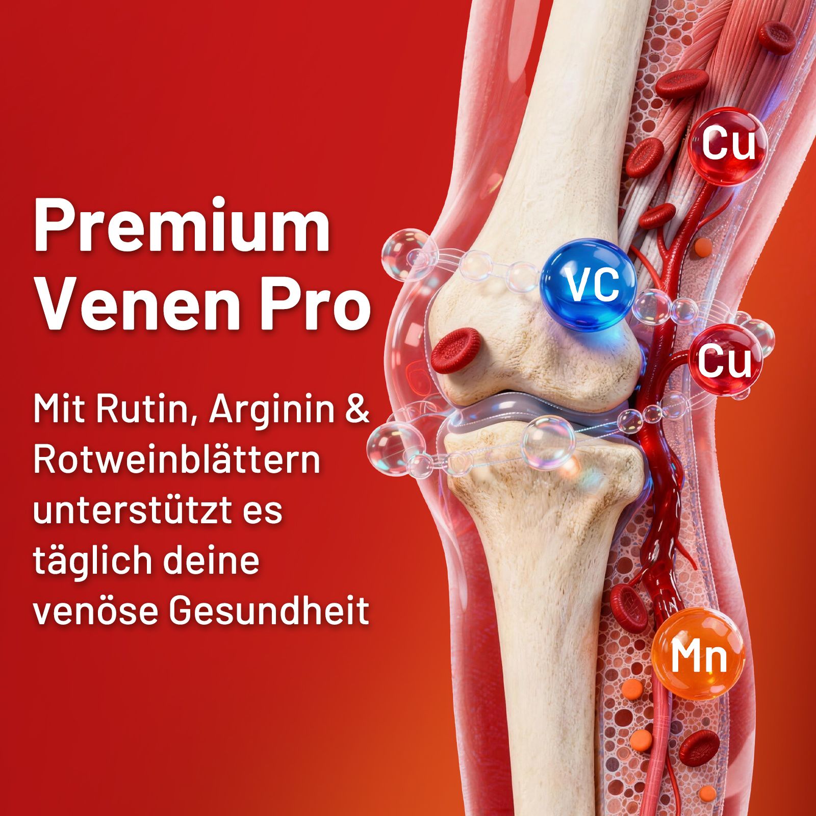 Illustration eines Kniegelenks mit Knochen, Blutgefäßen und roten Blutkörperchen. "Premium Venen Pro" und Inhaltsstoffe sind auf Deutsch aufgeführt.