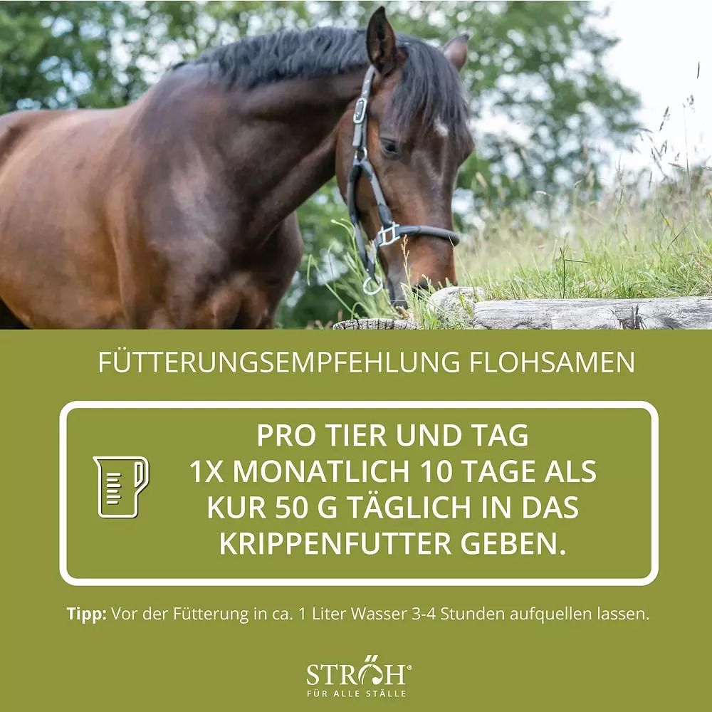 Pferd beim Grasen mit Text: Fütterungsempfehlung Flohsamen. Text: Pro Tier und Tag 1x monatlich 10 Tage als Kur 50 g täglich in das Krippenfutter geben.