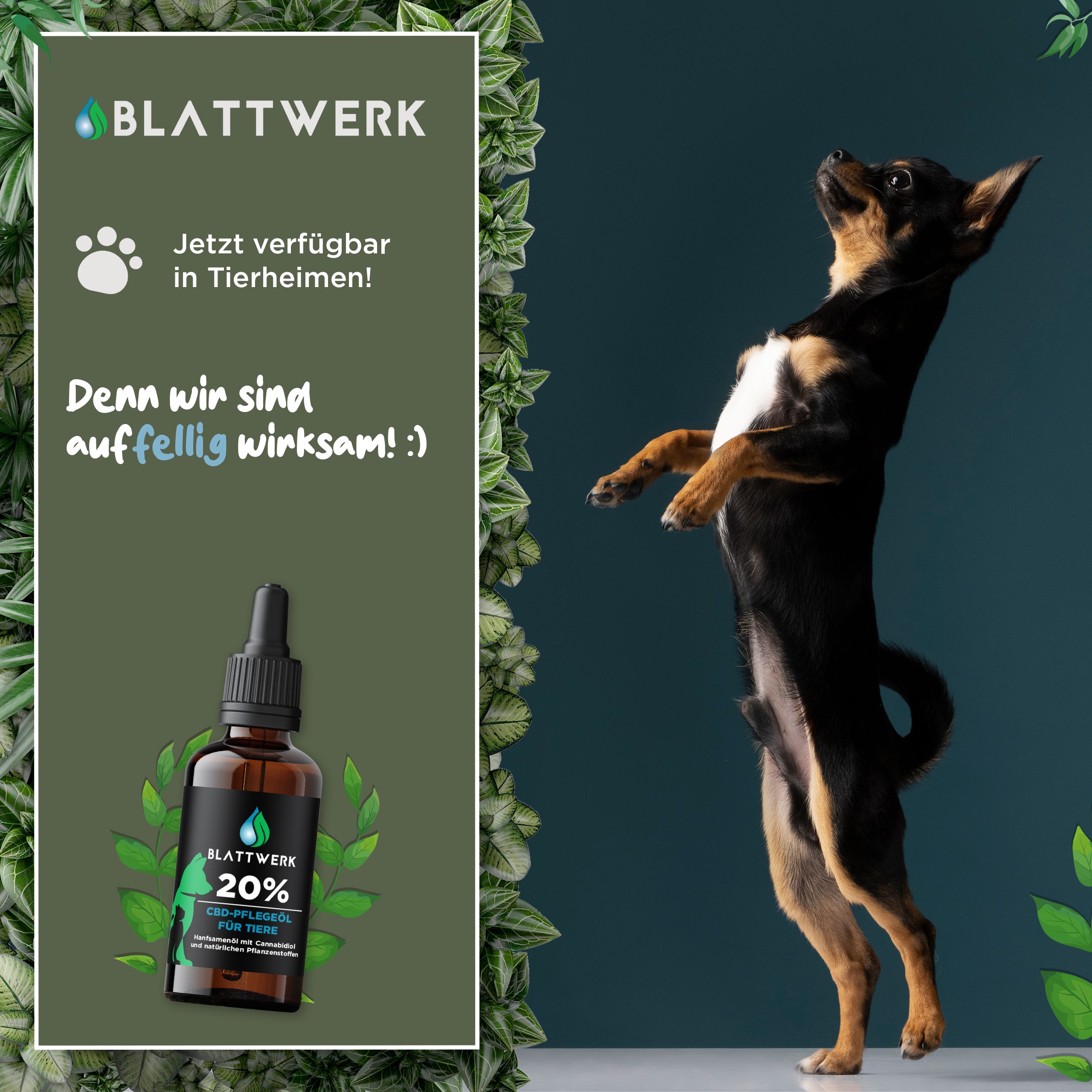 20% CBD Öl für Hunde & Katzen - Deutsche Qualität - CBD Öl Hund - 10ml - 250 CBD Tropfen - BLATTWERK
