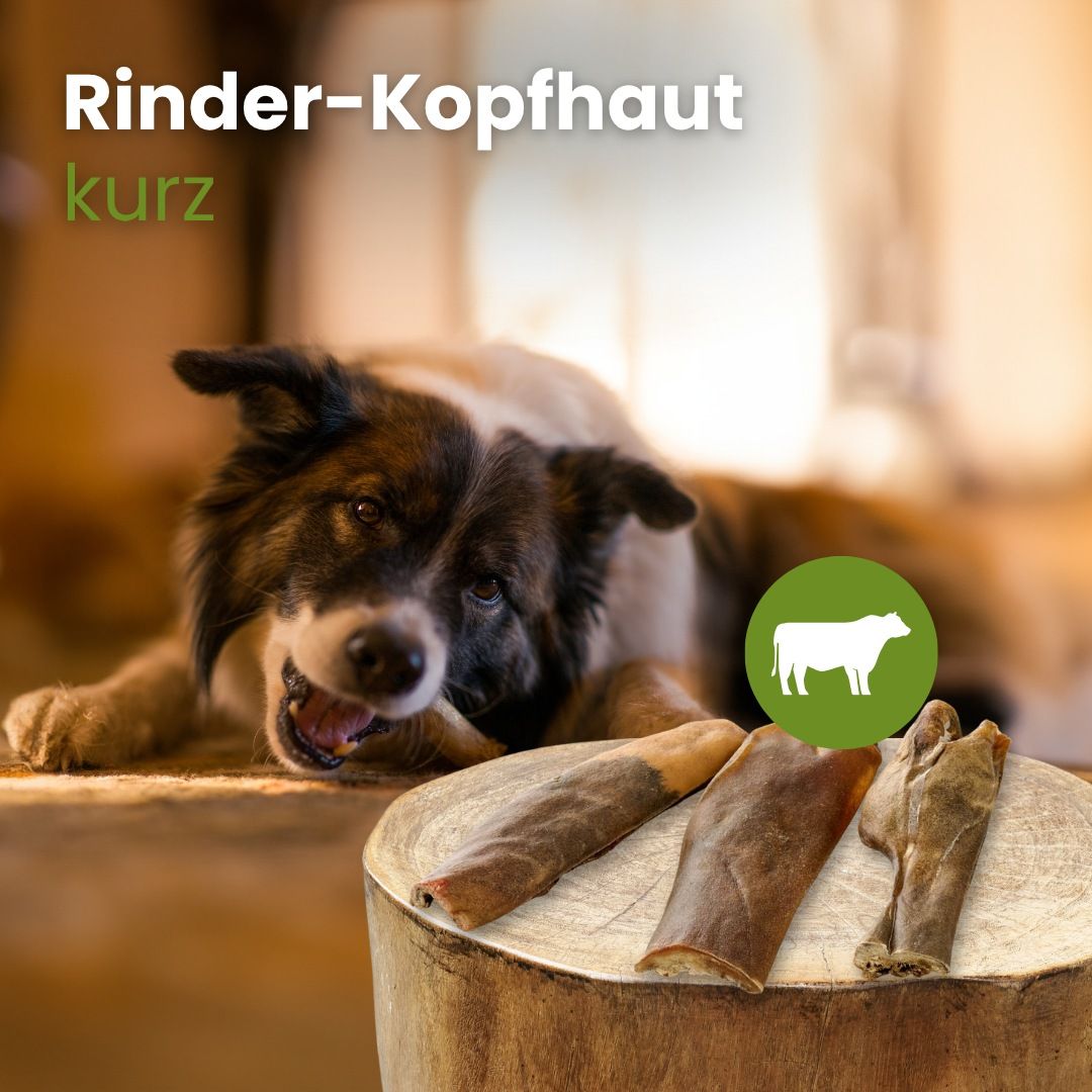 Drei getrocknete Rinderkopfhautstücke auf weißem Hintergrund.