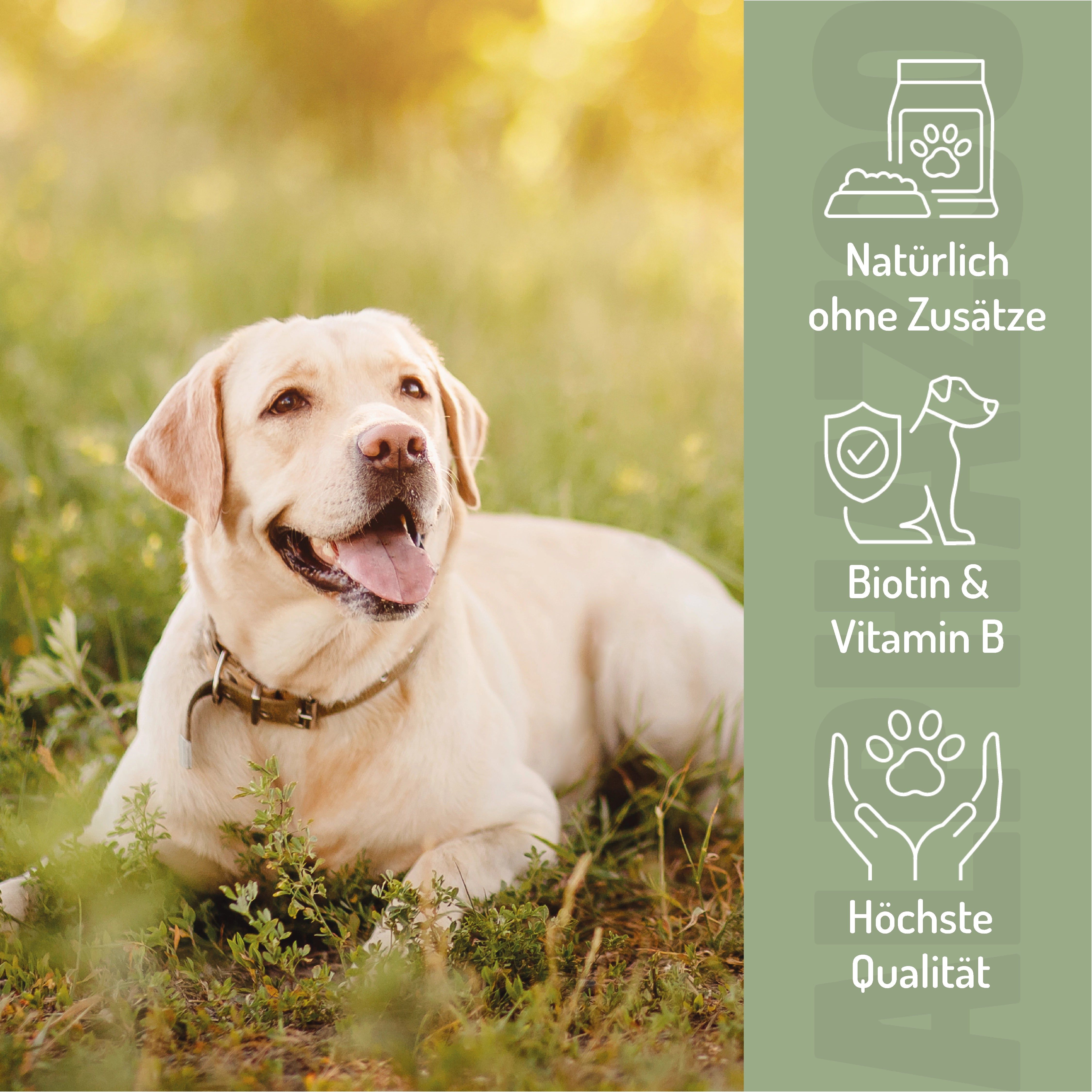 Gelber Labrador im Gras. Text: Natürliche Zusätze, Biotin & Vitamin B, Höchste Qualität. Icons: Futterbeutel, Hund mit Schild, Pfoten.