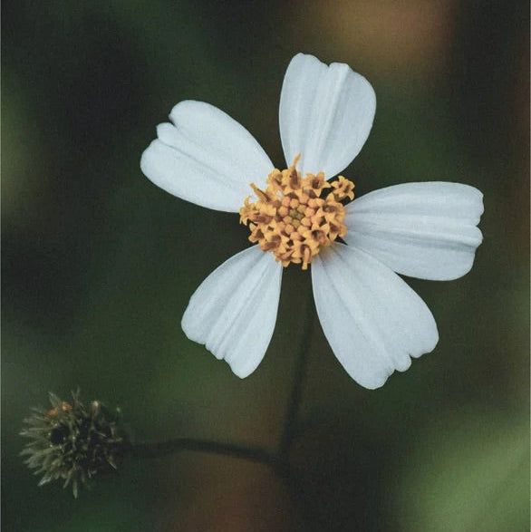 Zero Skin Renew & Glow Complete Care Set, glättend strahlkraftfördernd für empfindliche Haut