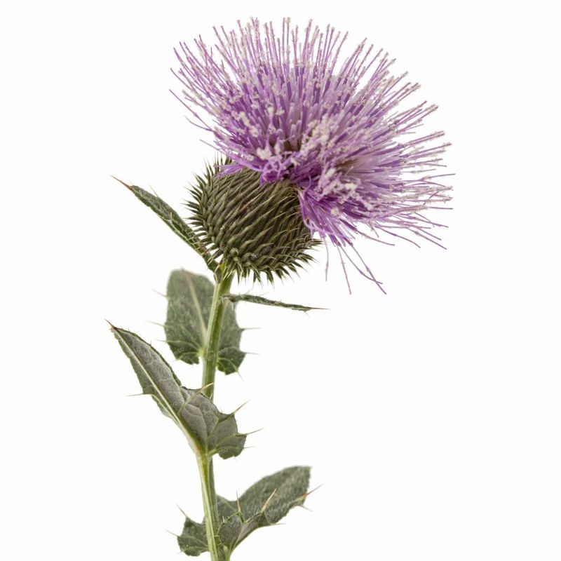 Distelblüte mit Stiel und Blättern, vor weißem Hintergrund. Blütenkopf lila, Blätter grün mit Dornen.