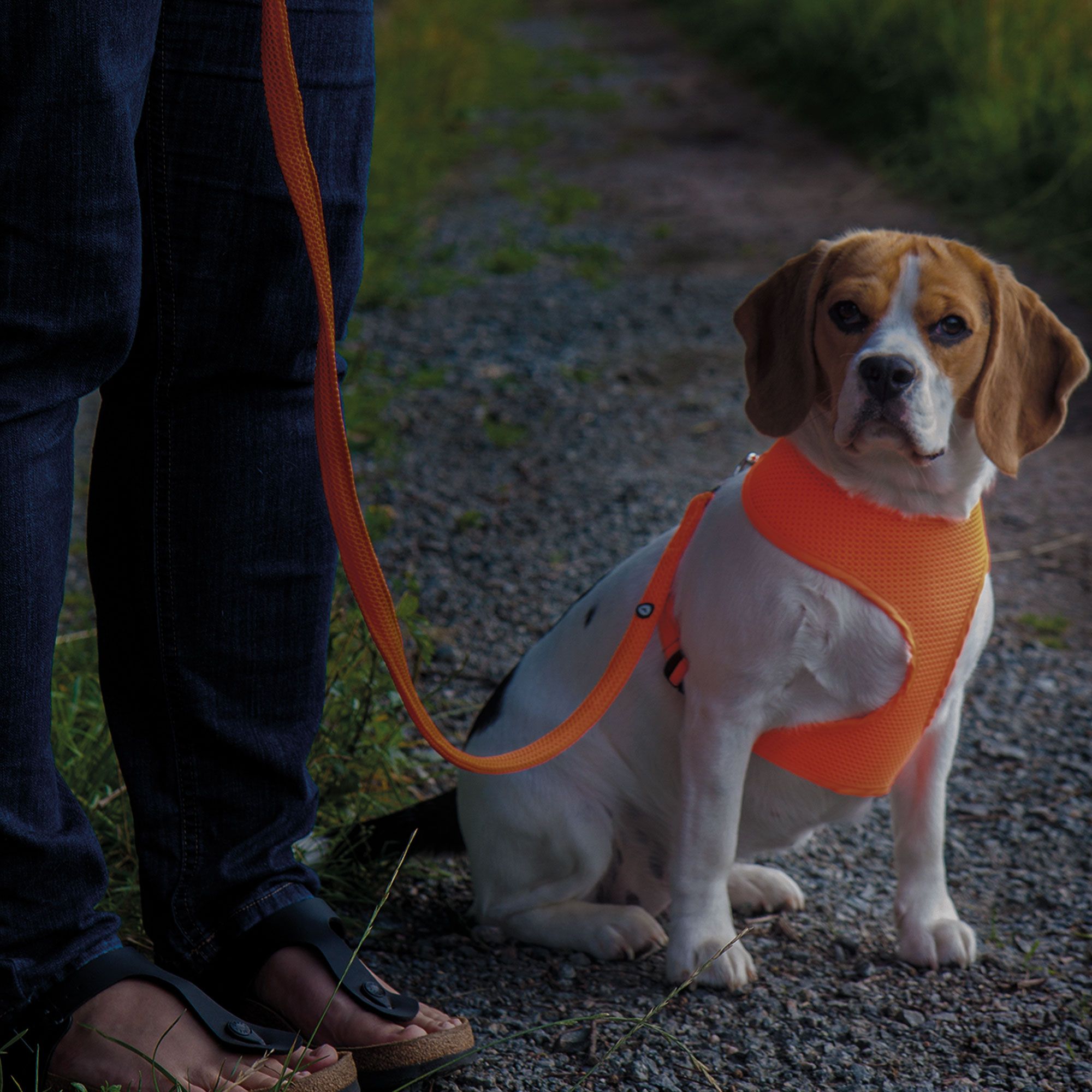 Beagle mit orangefarbenem Hundegeschirr und Leine. Person steht daneben. Kiesweg im Hintergrund.