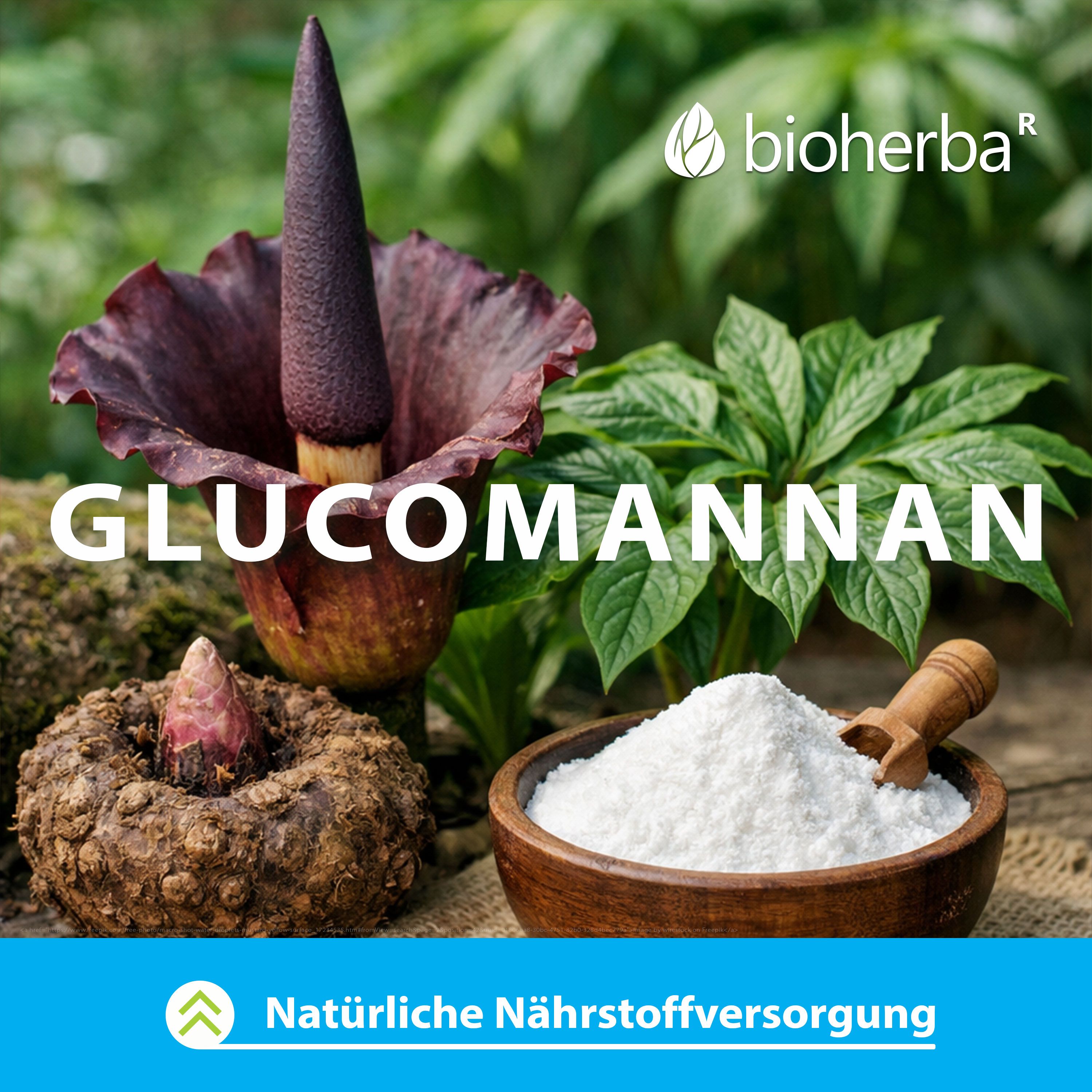 Abbildung von Glucomannan-Pflanze und Pulver. Aufschrift: bioherba, Glucomannan. Natürliche Nährstoffversorgung.