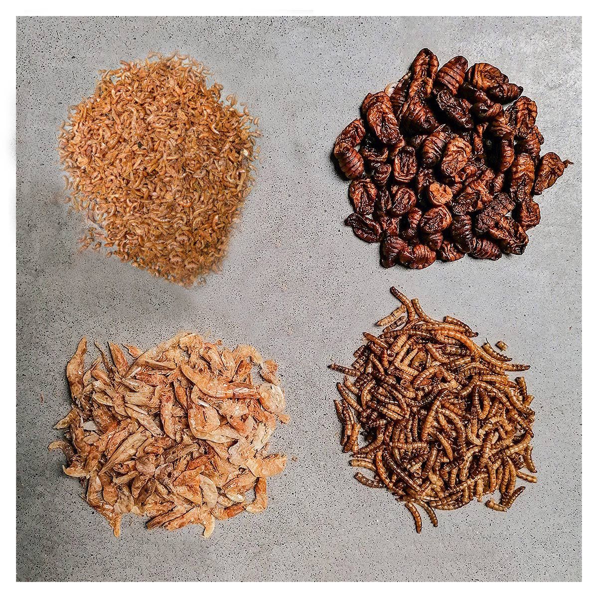 Insektus Mehr Sorten Mix