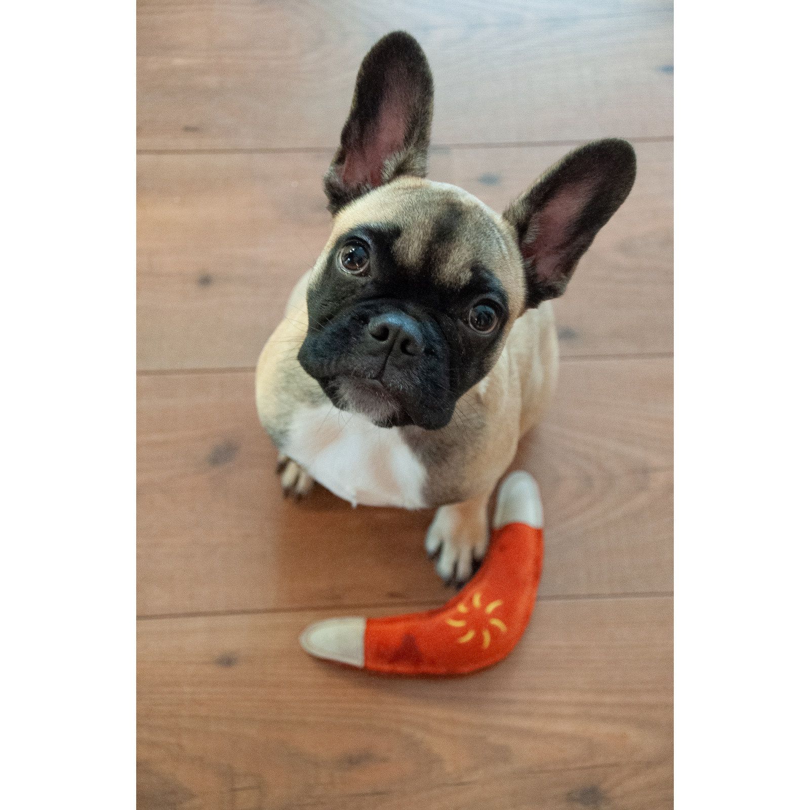 Aumüller Hundespielzeug aus Leder - Boomerang
