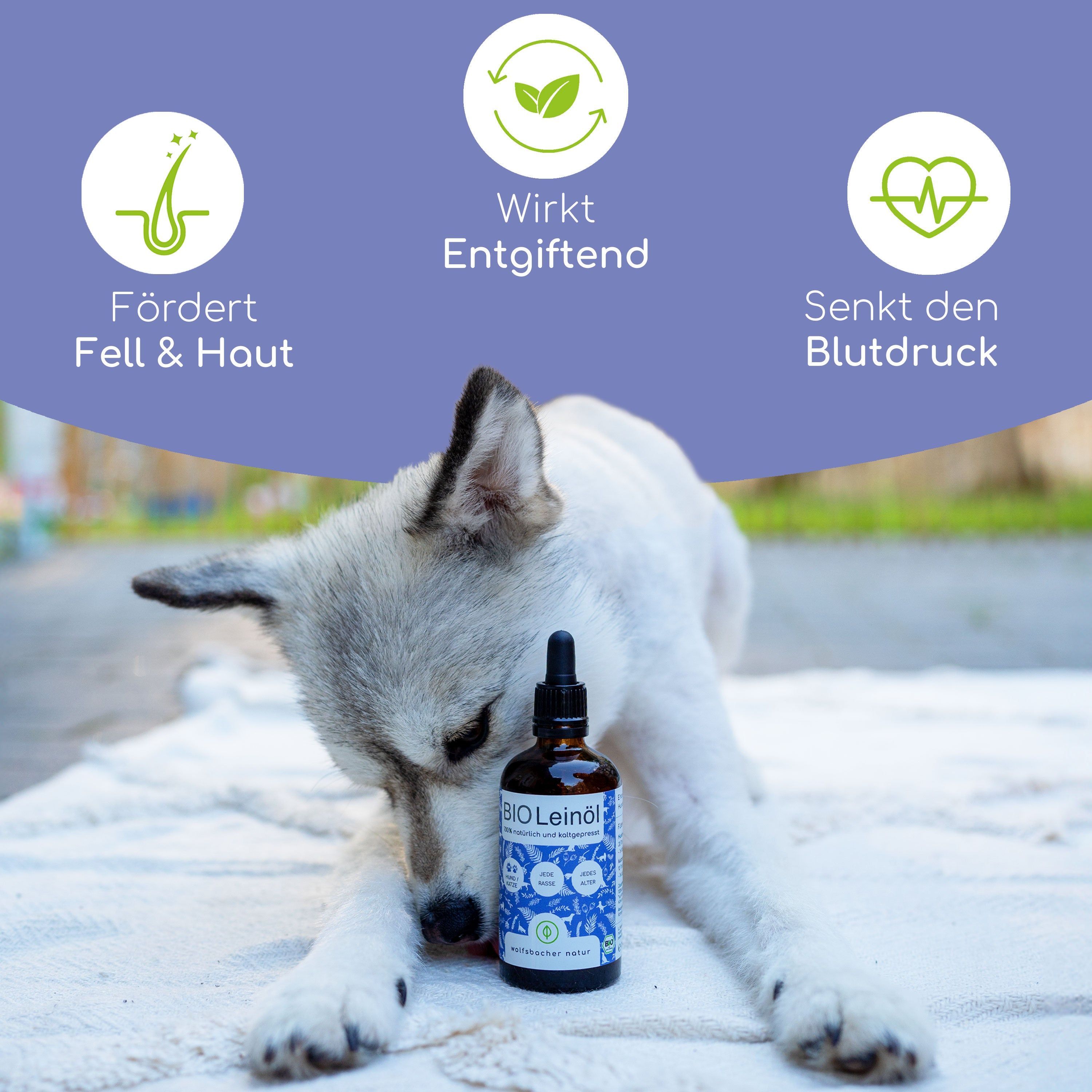 Braune Glasflasche BIO Leinöl neben Hund. Text: Fördert Fell & Haut, Wirkt Entgiftend, Senkt den Blutdruck.