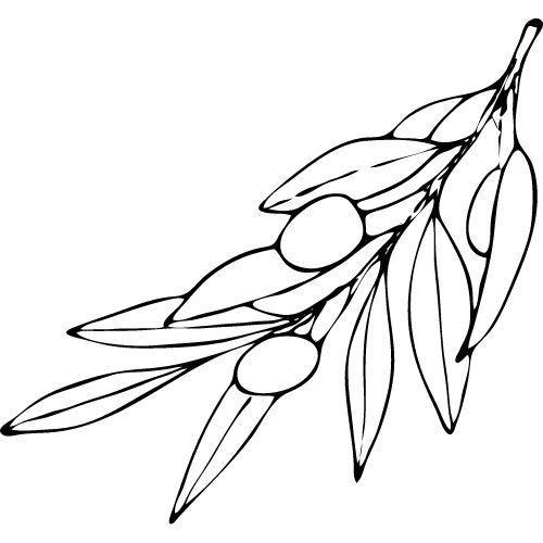 Alteya Organics Olivenöl100%