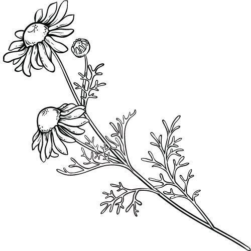 Alteya Organics Römische Kamille Öl 100%