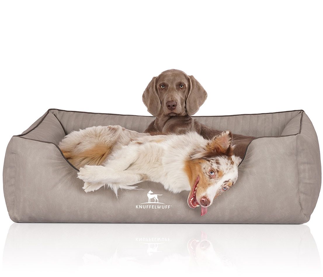 Hundebett Tampa mit zwei Hunden. Beige, rechteckige Form mit Logo. Ein Hund liegt, einer sitzt.