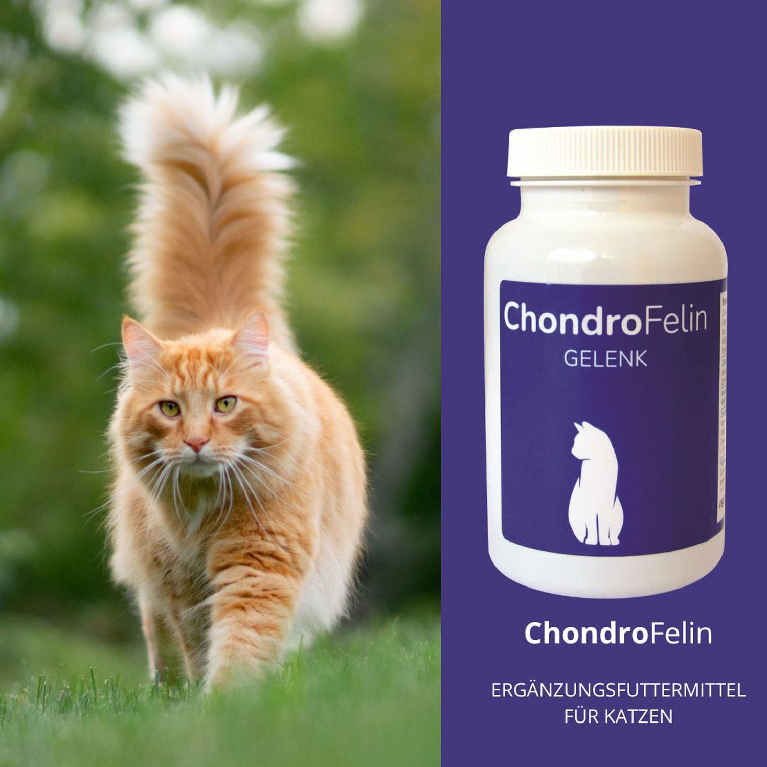 reboVet ReboTabs ChondroFelin