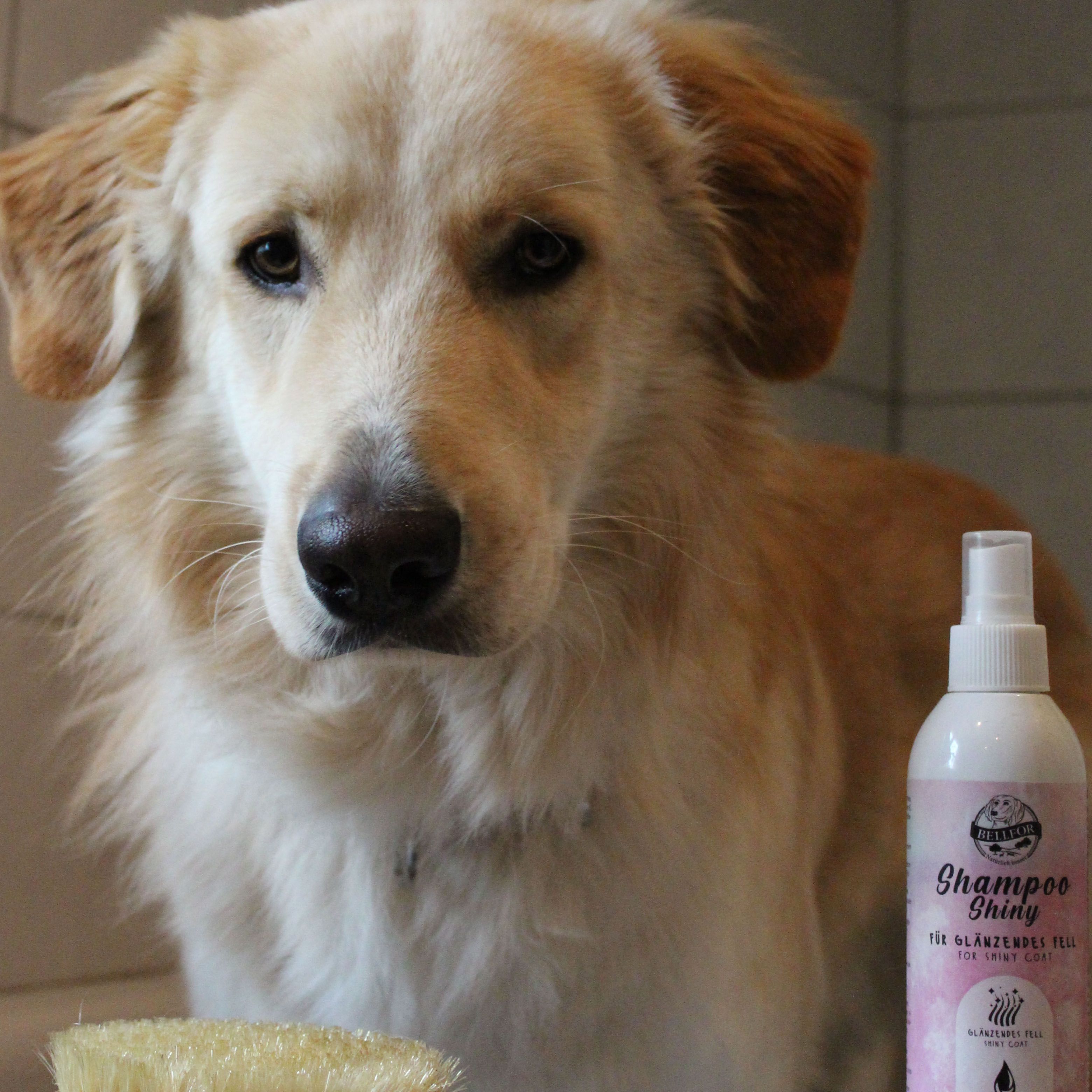 Bellfor Hundeshampoo Shiny von Bellfor - für glänzendes Fell.Richtig Fellpflege für Ihren Hund