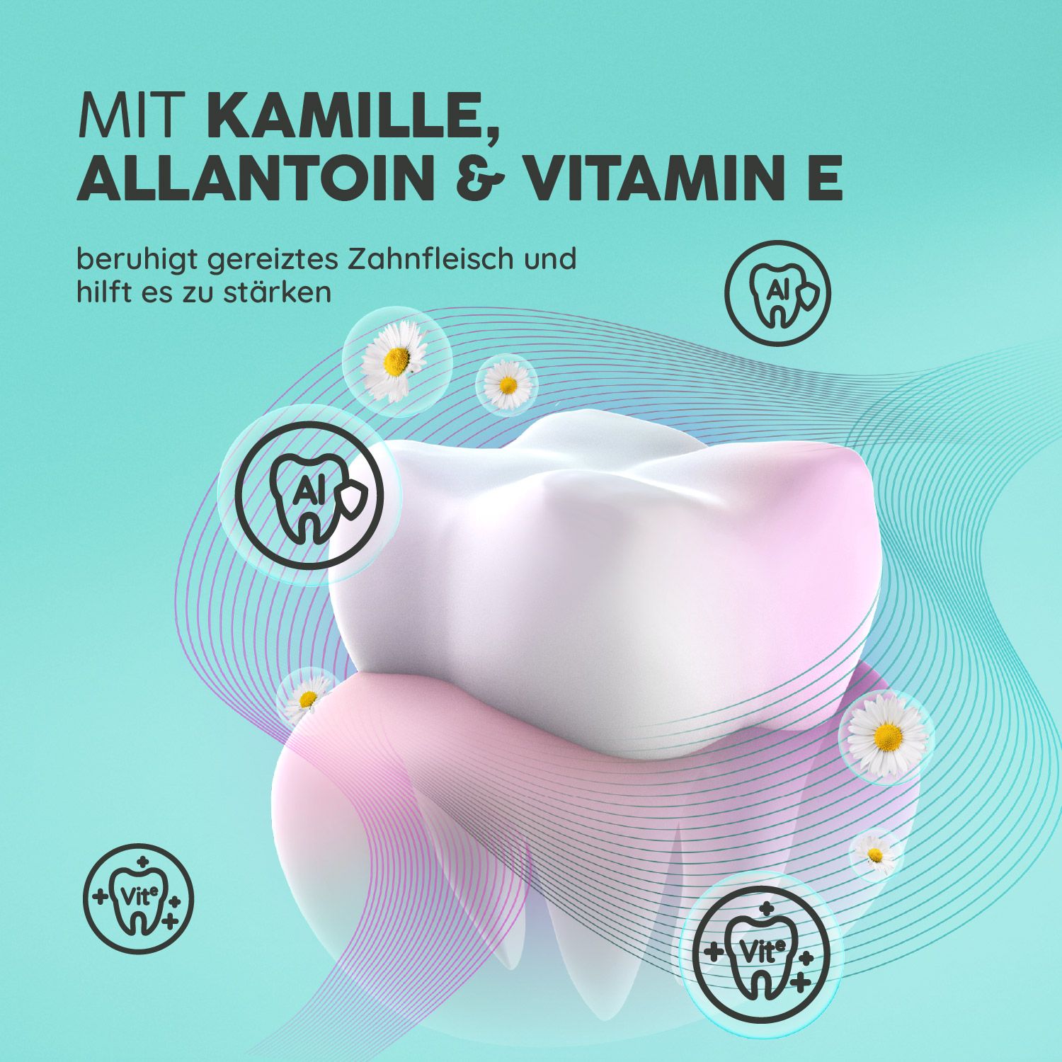 Zahnmodell mit Kamille, Allantoin & Vitamin E. Illustrationen von Inhaltsstoffen. Zahnmodell mit rosa Zahnfleisch.