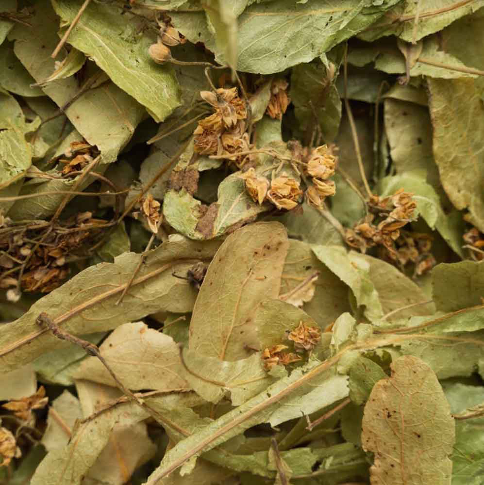 Biotiva Lindenblüten ganz Bio