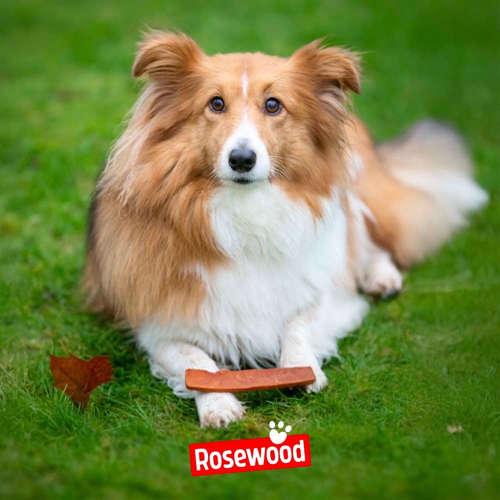 Hund liegt auf Gras. Hält einen Lachsfilet-Streifen. Rosewood Logo.