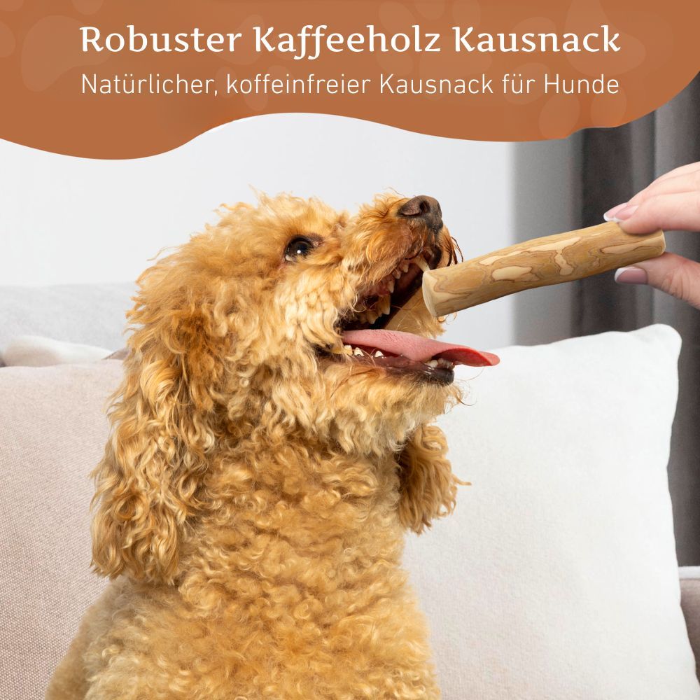 Hund mit Kaustab im Maul. Der Kaustab wird von einer Hand gehalten. Text: Robuster Kaffeeholz Kausnack.
