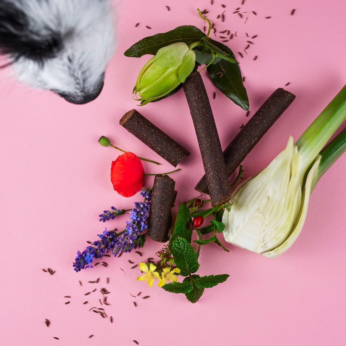 Chillout Sticks, Kräuter und Gemüse auf pinkem Hintergrund. Hundeblick von oben links. Einzelne Sticks, Fenchel, Lavendel.