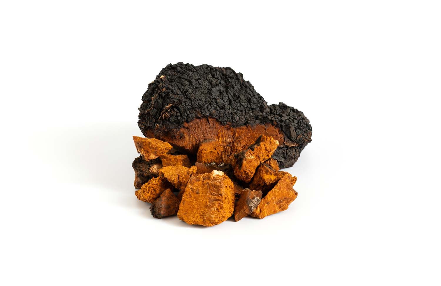 Chaga-Pilz, braun-schwarz, in Stücken. Auf weißem Hintergrund.