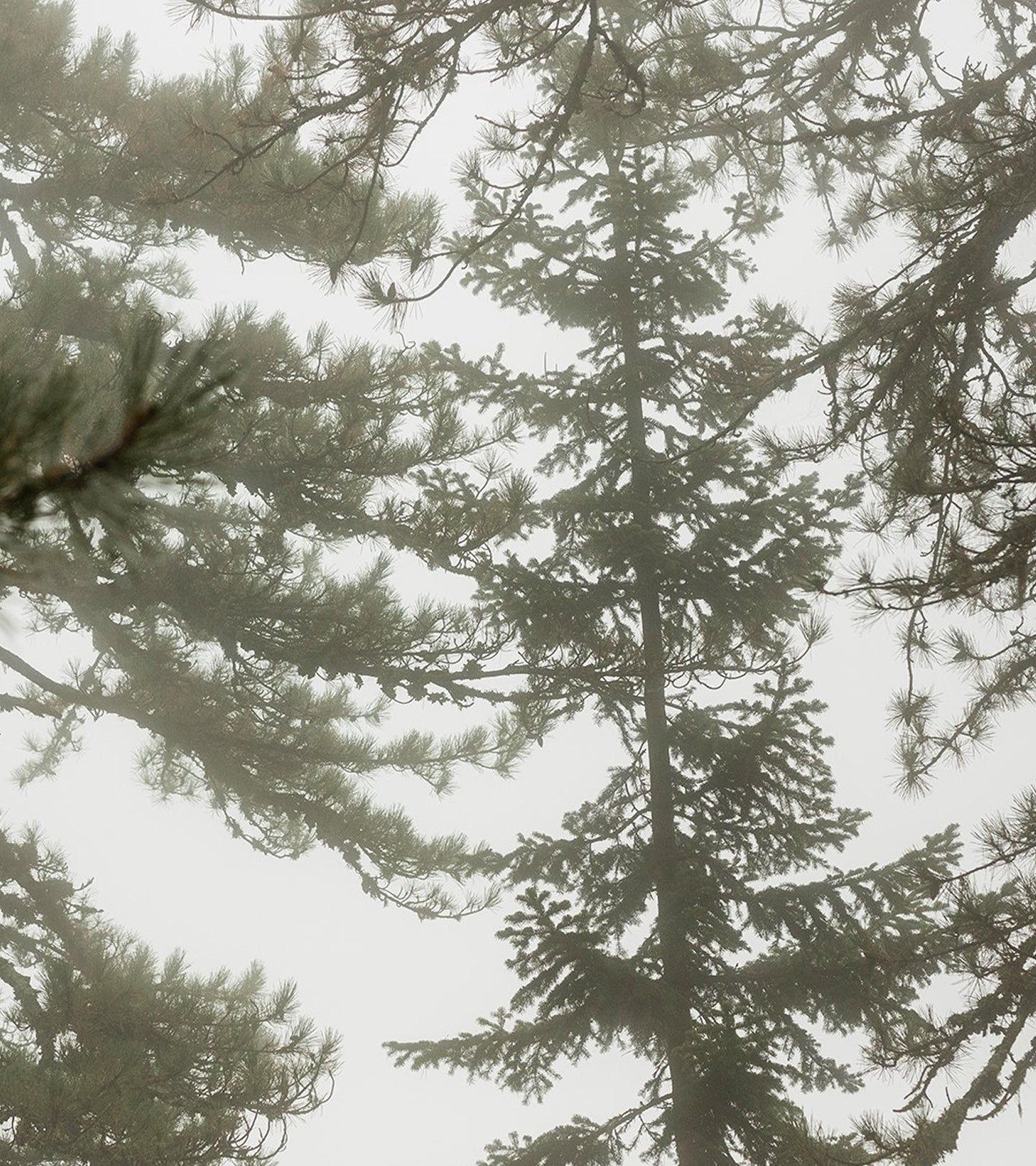 Nahaufnahme von Kiefernästen und -stämmen in nebliger Umgebung. Der Himmel ist grau.
