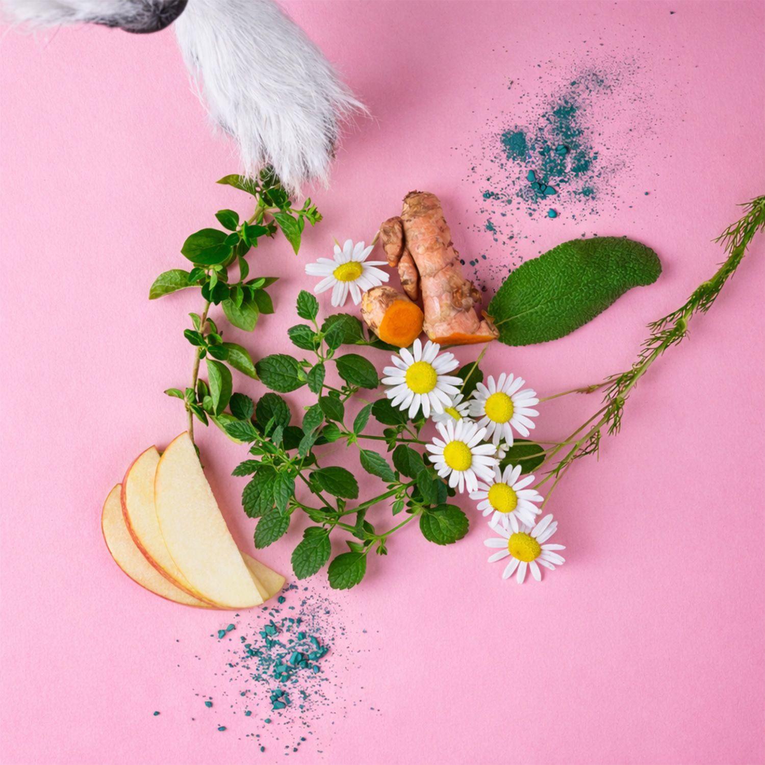 Verschiedene Zutaten auf rosa Untergrund: Apfelscheiben, Kurkuma, Kamille, Minze, Salbei und blaue Partikel.