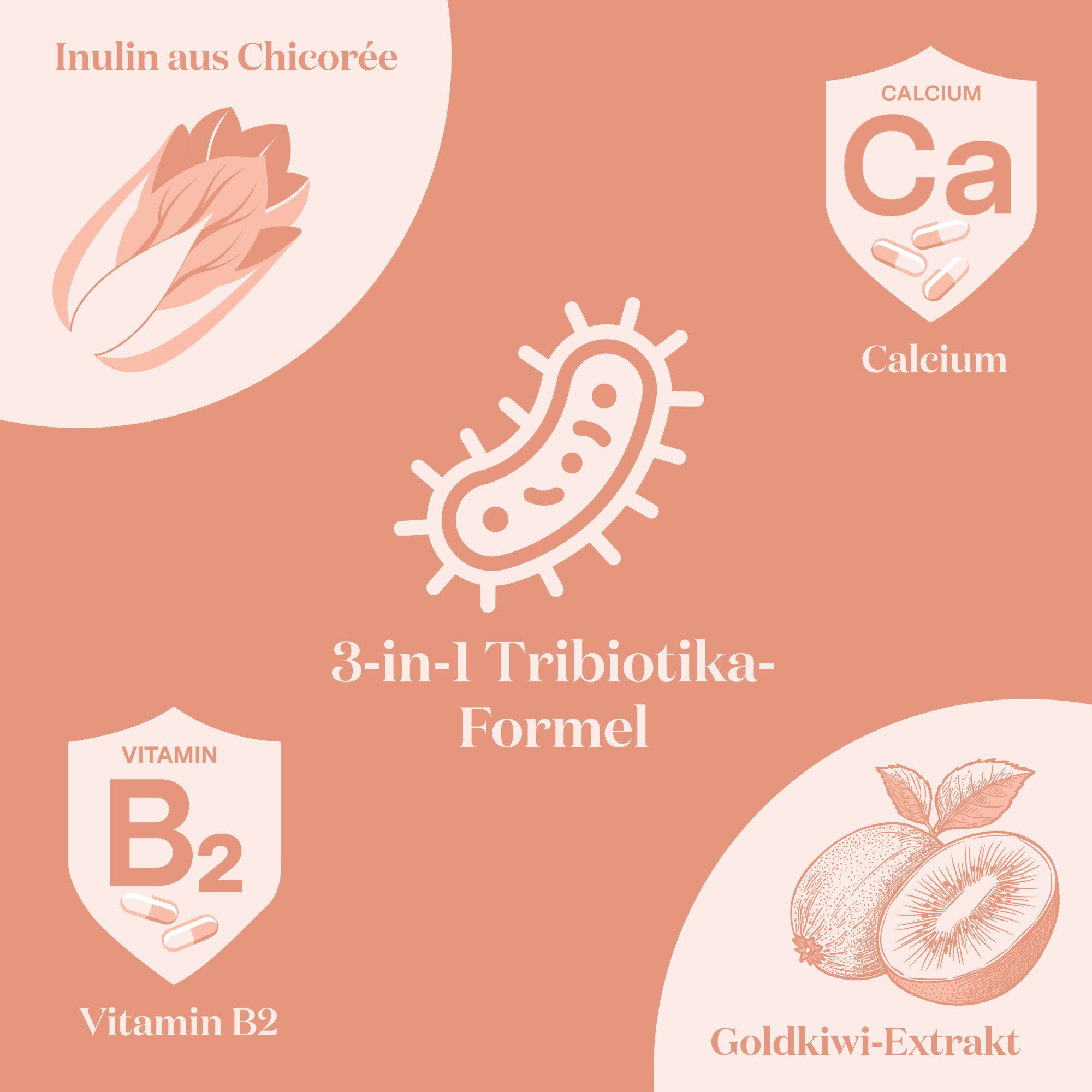 Infografik mit Inhaltsstoffen: Chicorée, Calcium, Vitamin B2 und Goldkiwi.