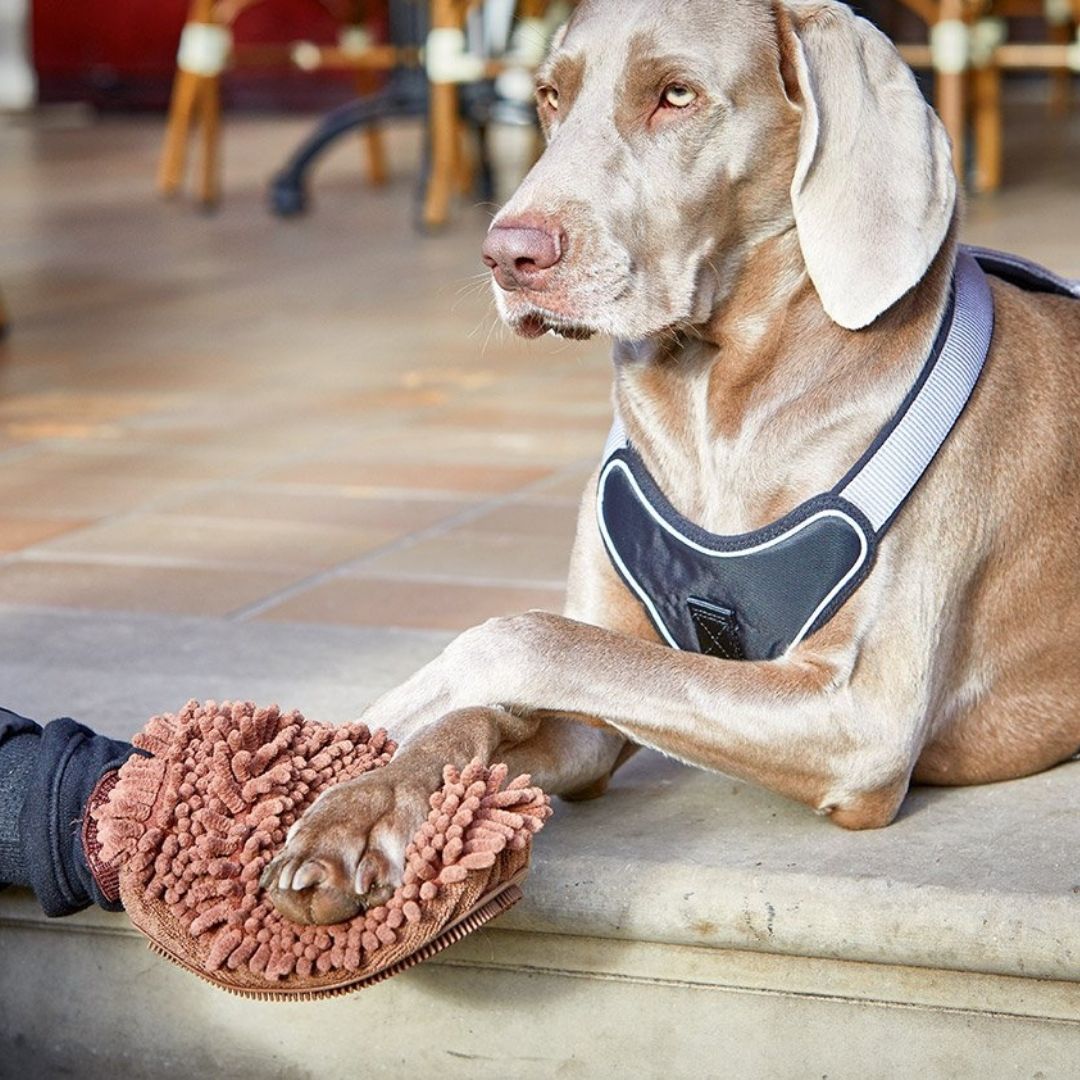 Ein Hund liegt mit Pfote auf einem braunen Trockenpfoten-Handschuh. Der Handschuh hat eine Pfotenabdruck-Oberfläche.