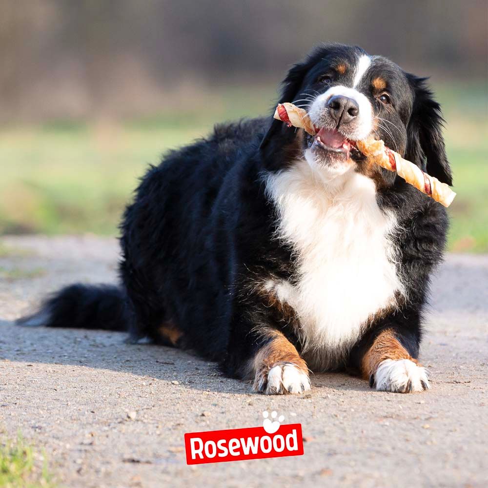 Hund mit einem Trio Stick im Maul. Marke Rosewood im unteren Bereich.