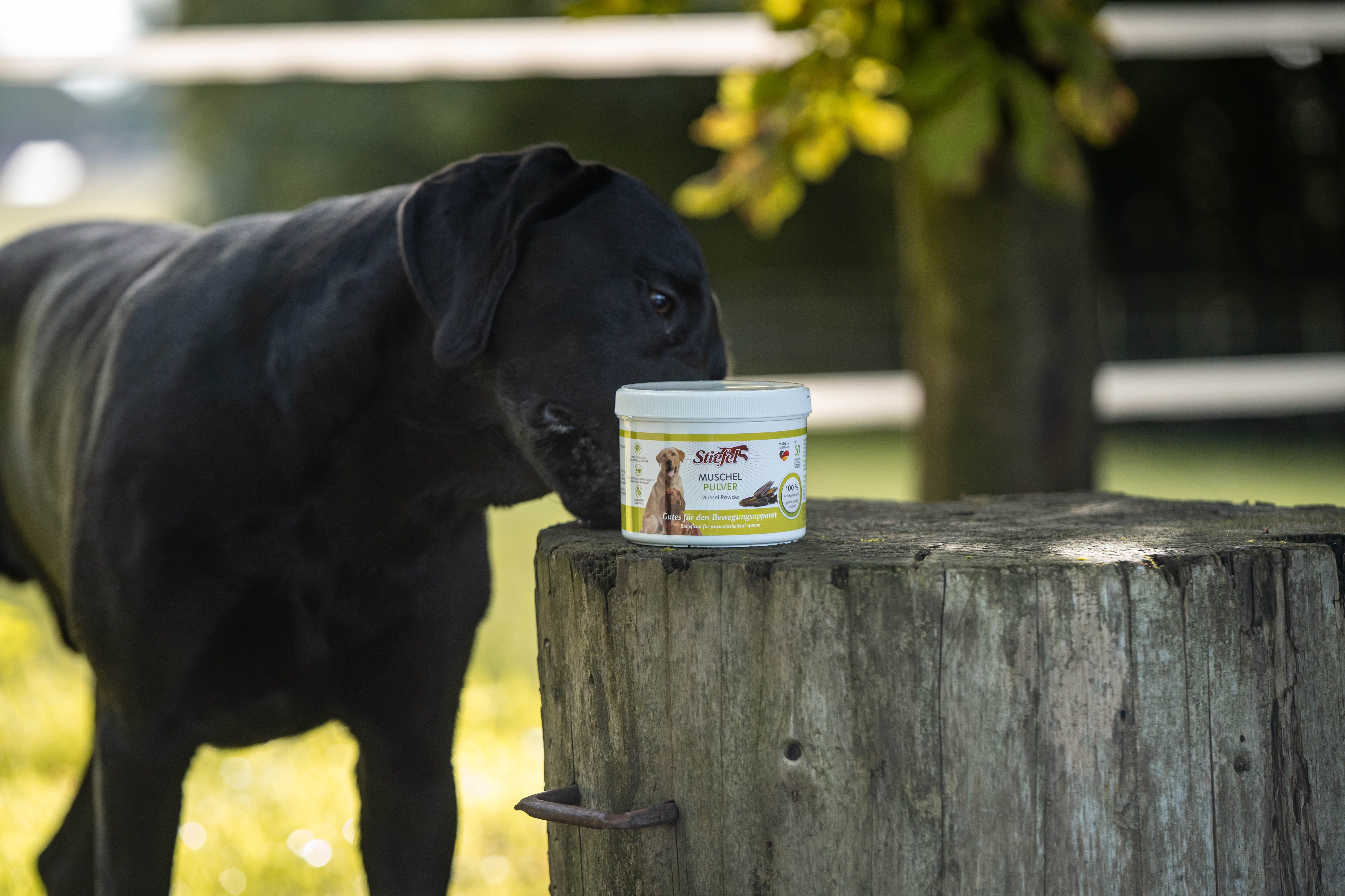 Ein Hund betrachtet einen Behälter mit Stiefel Muschelpulver auf einem Baumstumpf. Das Produktetikett ist sichtbar.